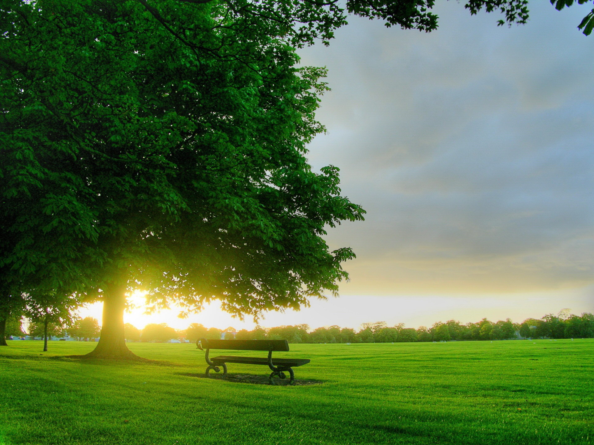 sunset, landscape, trees, grass Image for desktop