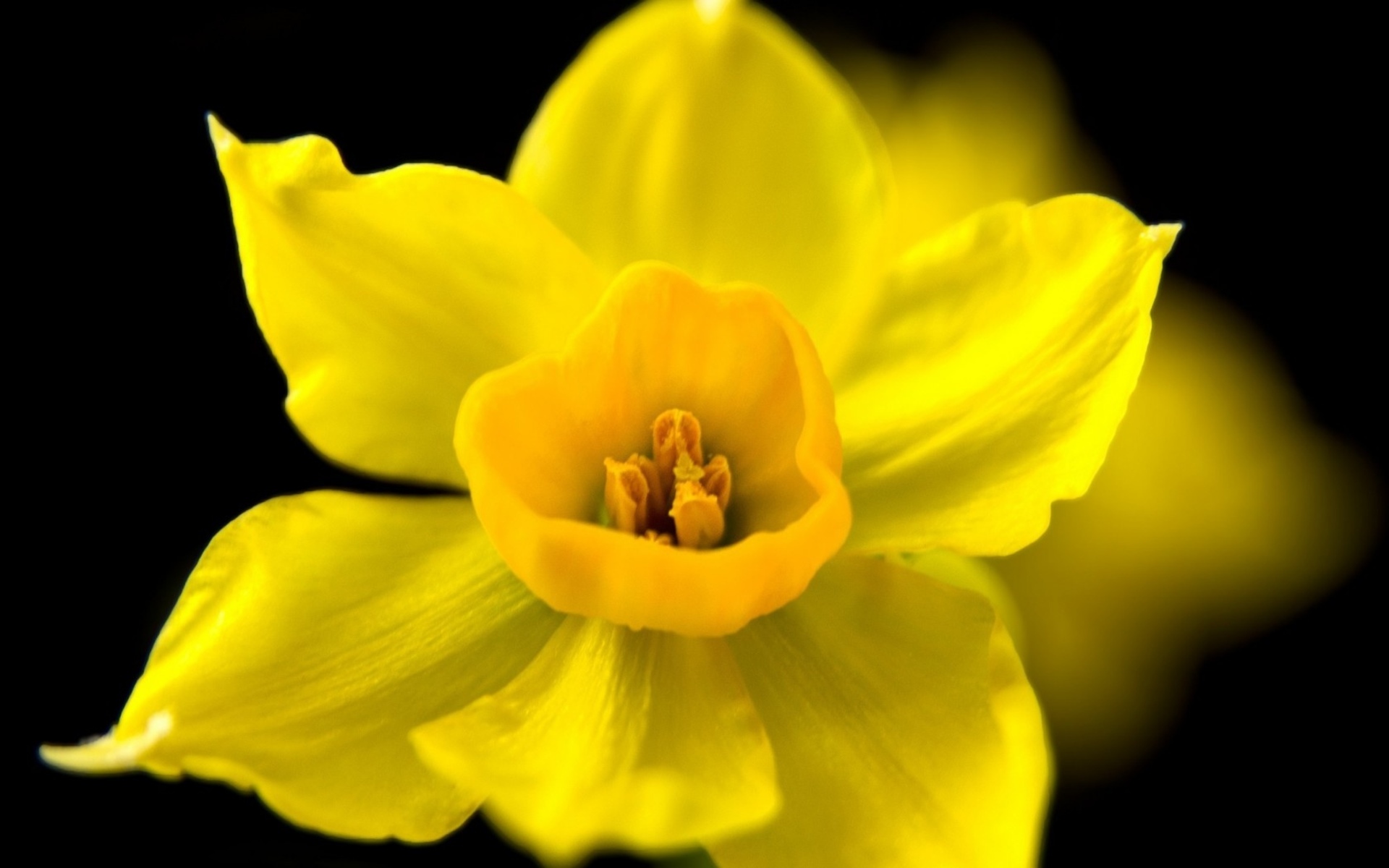Download mobile wallpaper Daffodil, Yellow Flower, Flowers, Flower, Earth for free.