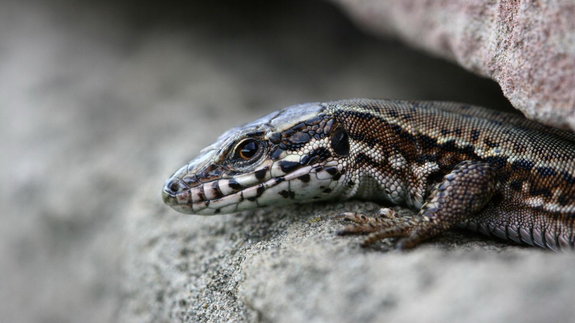 Descarga gratuita de fondo de pantalla para móvil de Lagarto, Reptiles, Animales.