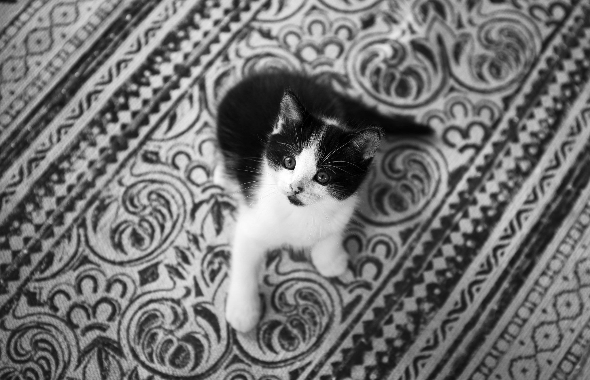 Descarga gratuita de fondo de pantalla para móvil de Animales, Gatos, Gato, Gatito, Monocromo, Blanco Y Negro, Bebe Animal.