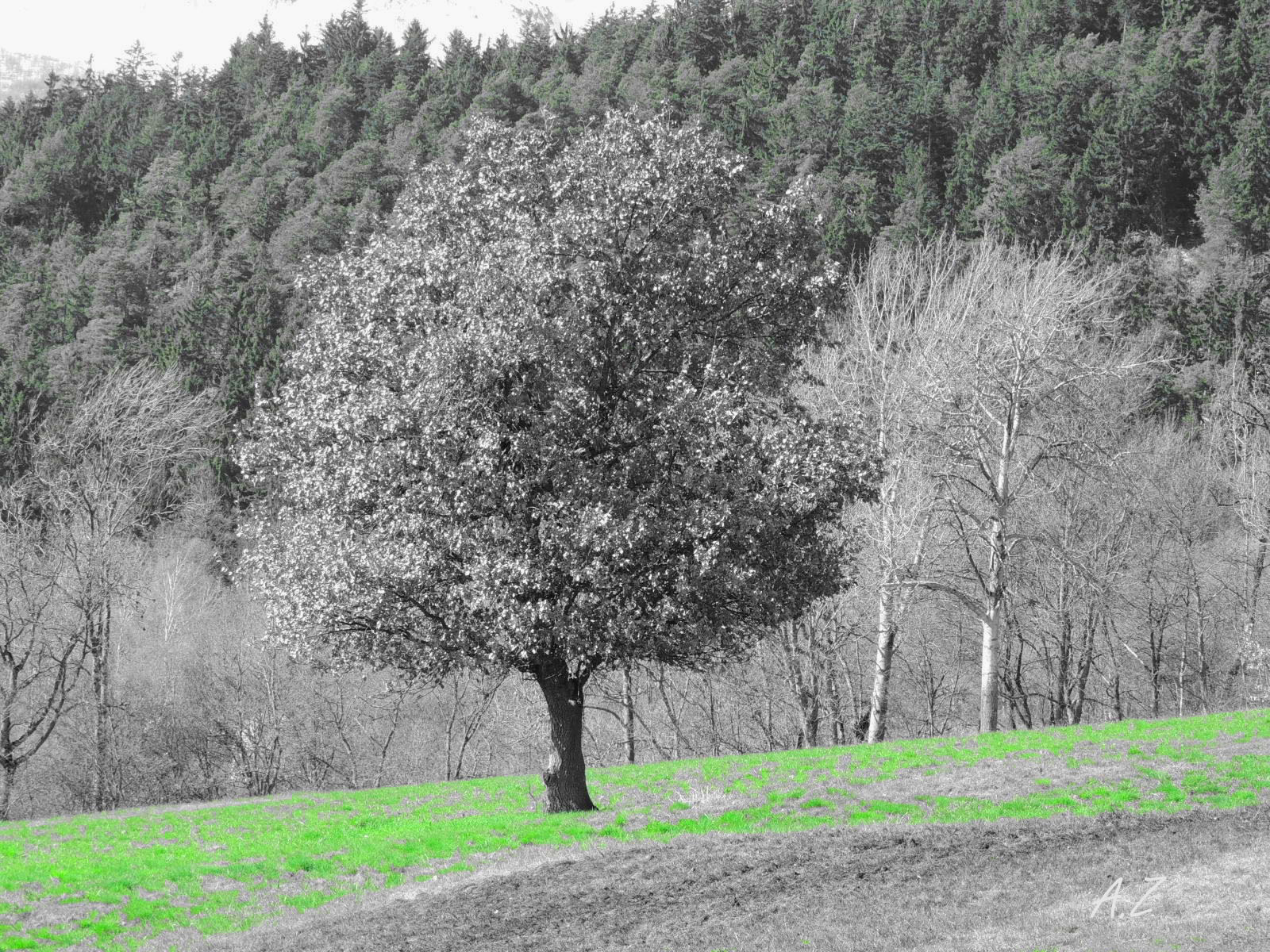 Handy-Wallpaper Bäume, Baum, Erde/natur kostenlos herunterladen.