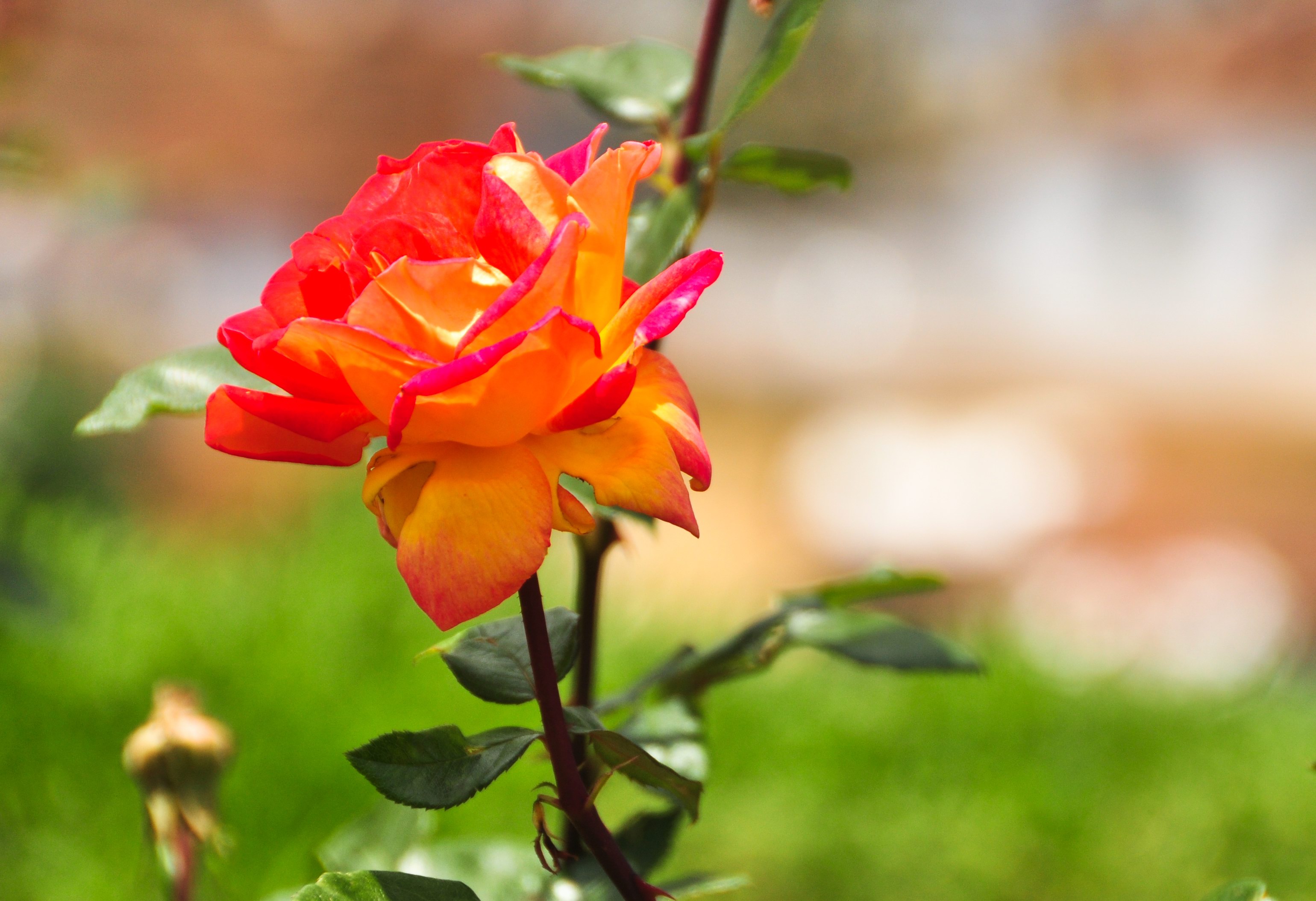 313462 Bildschirmschoner und Hintergrundbilder Blumen auf Ihrem Telefon. Laden Sie  Bilder kostenlos herunter