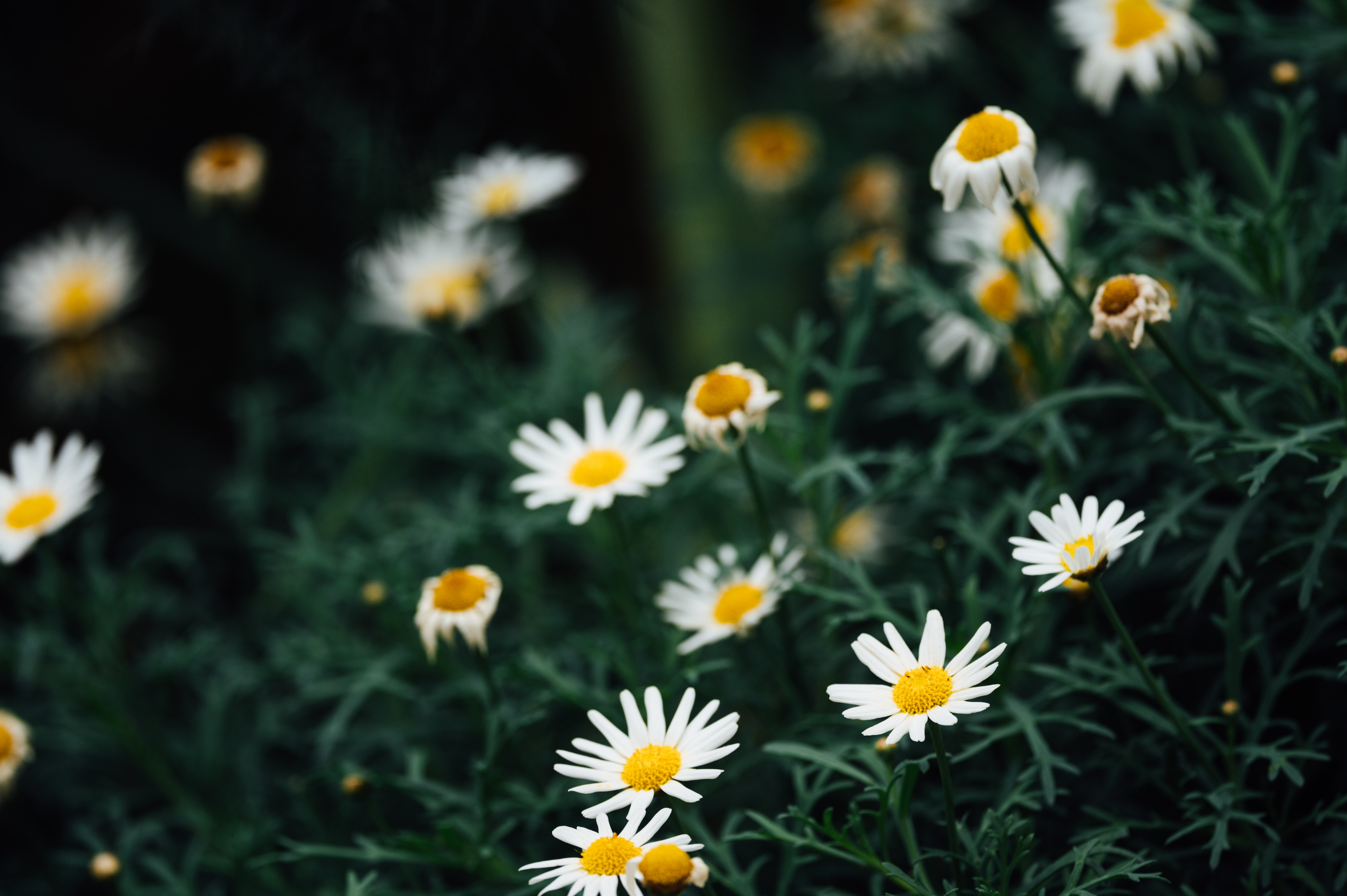 Laden Sie das Kamille, Makro, Pflanze, Blumen-Bild kostenlos auf Ihren PC-Desktop herunter