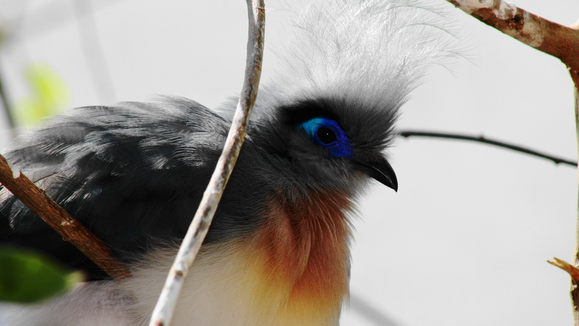 Handy-Wallpaper Tiere, Vogel kostenlos herunterladen.