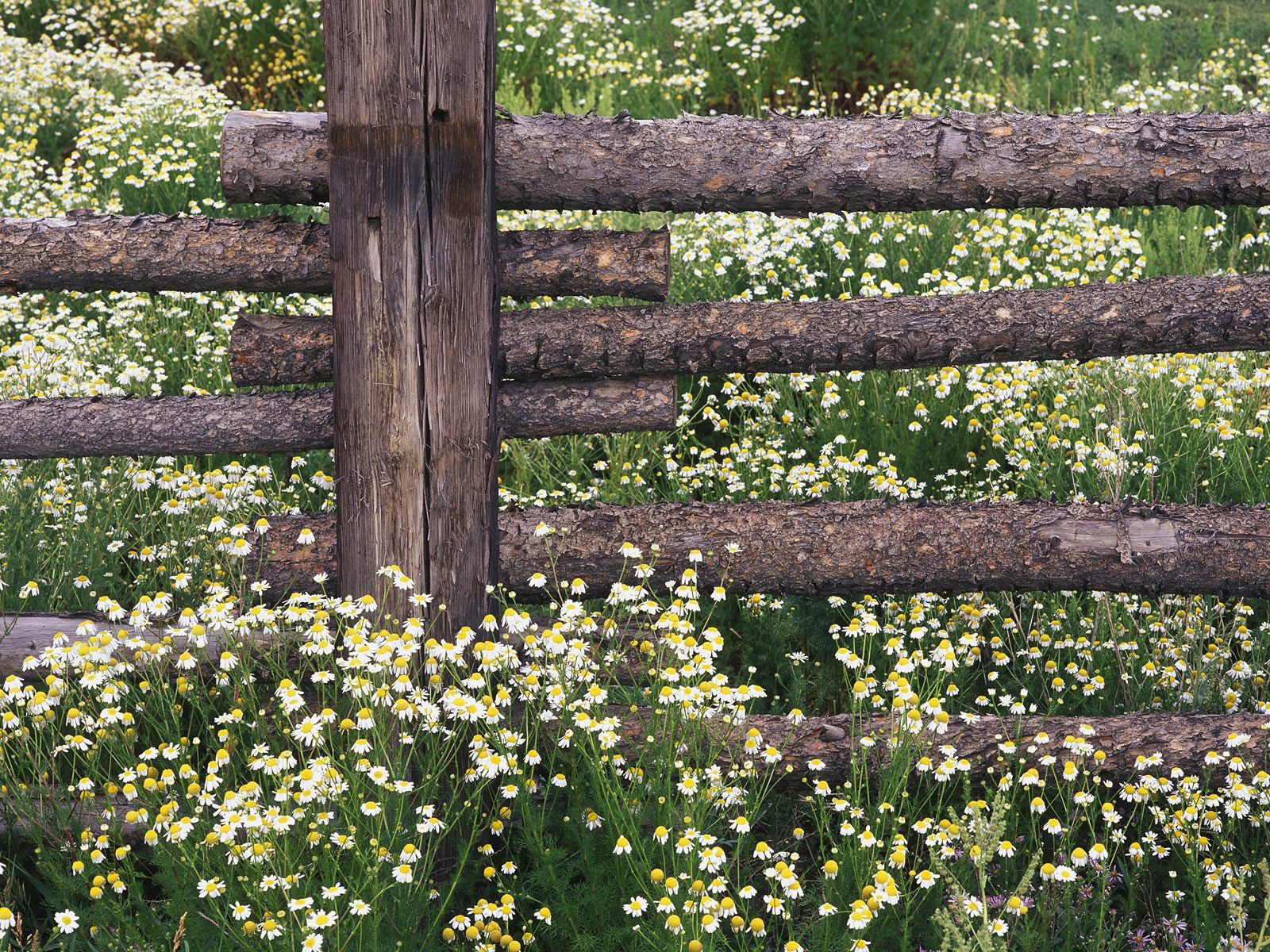 nature, camomile, field, fence, logs