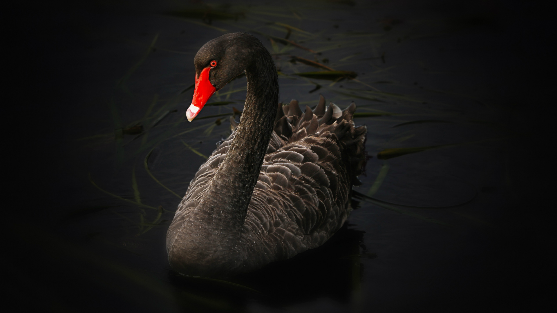 394254 descargar imagen animales, cisne negro, cisne, aves: fondos de pantalla y protectores de pantalla gratis