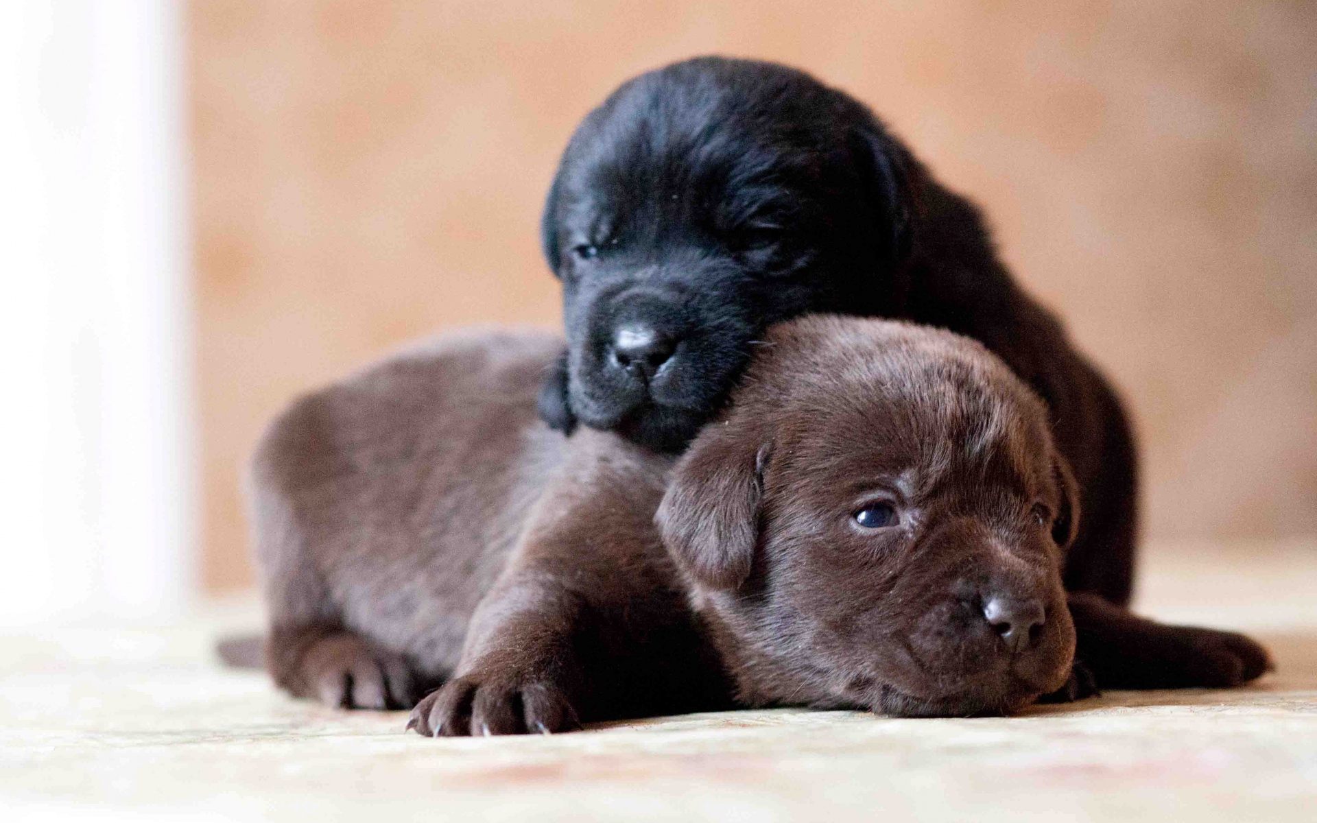 Download mobile wallpaper Dogs, Dog, Animal, Puppy, Labrador Retriever for free.