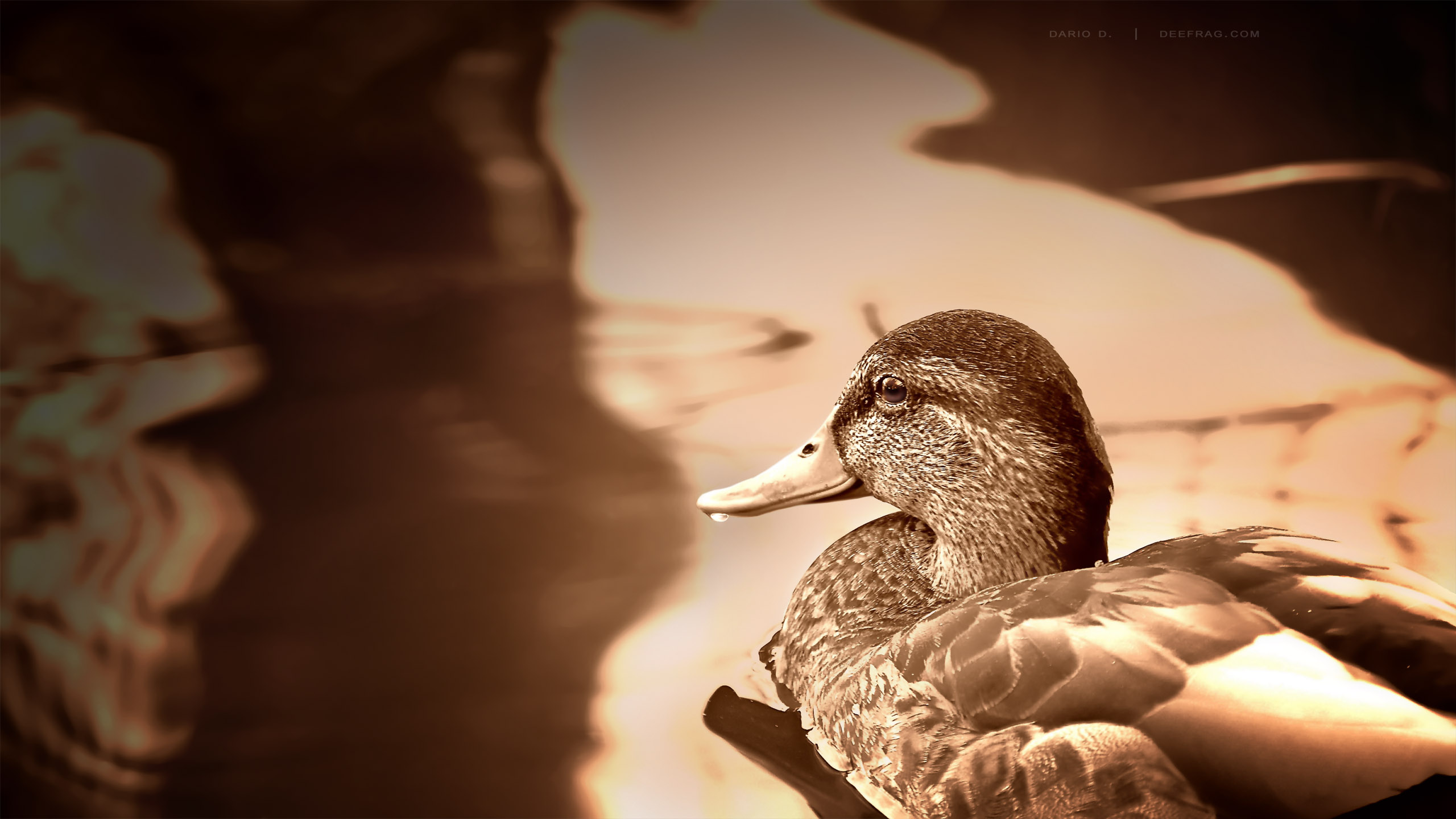 Free download wallpaper Duck, Birds, Animal on your PC desktop