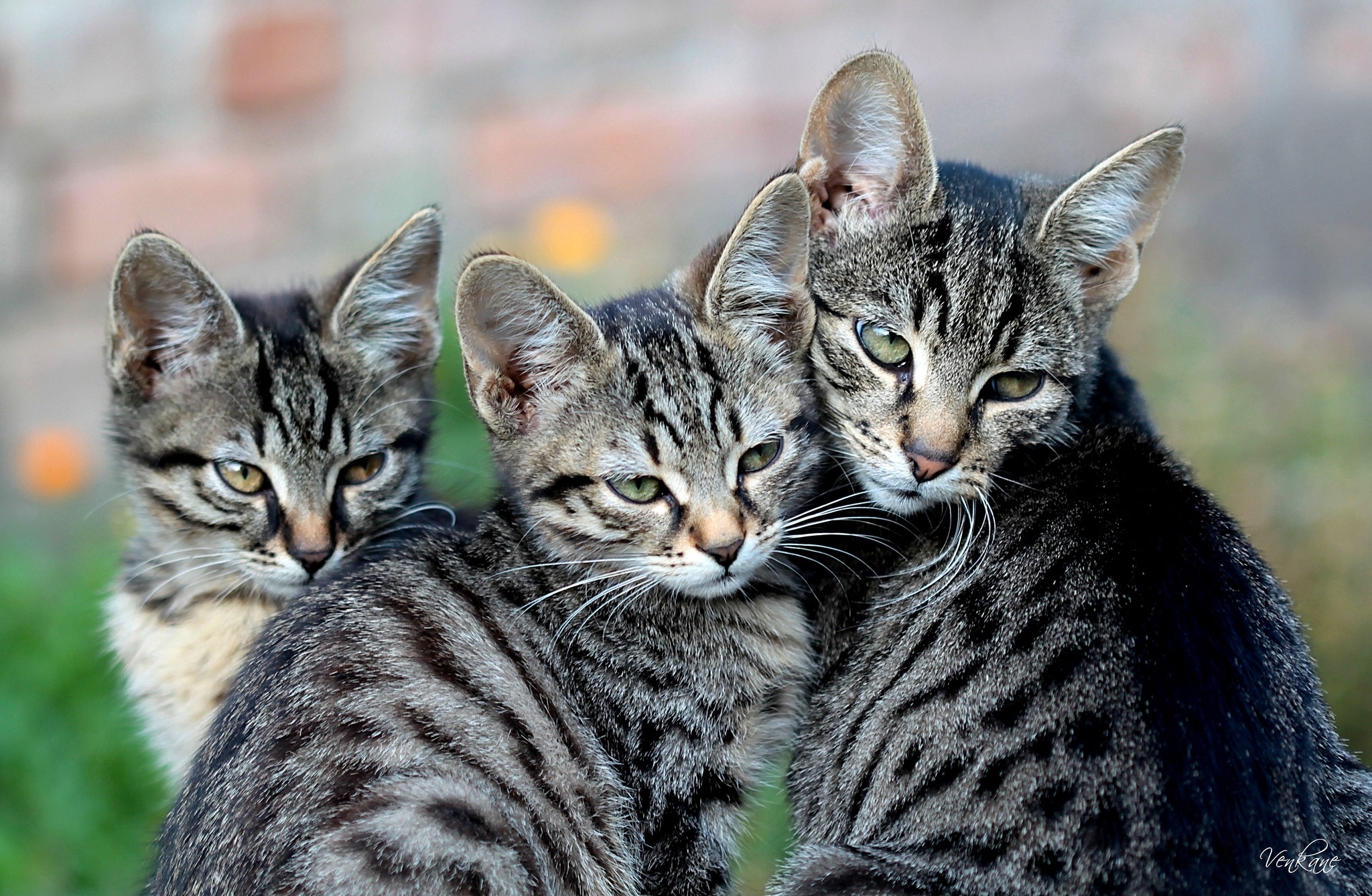 Free download wallpaper Animals, Sight, Opinion, Kittens, Cat on your PC desktop