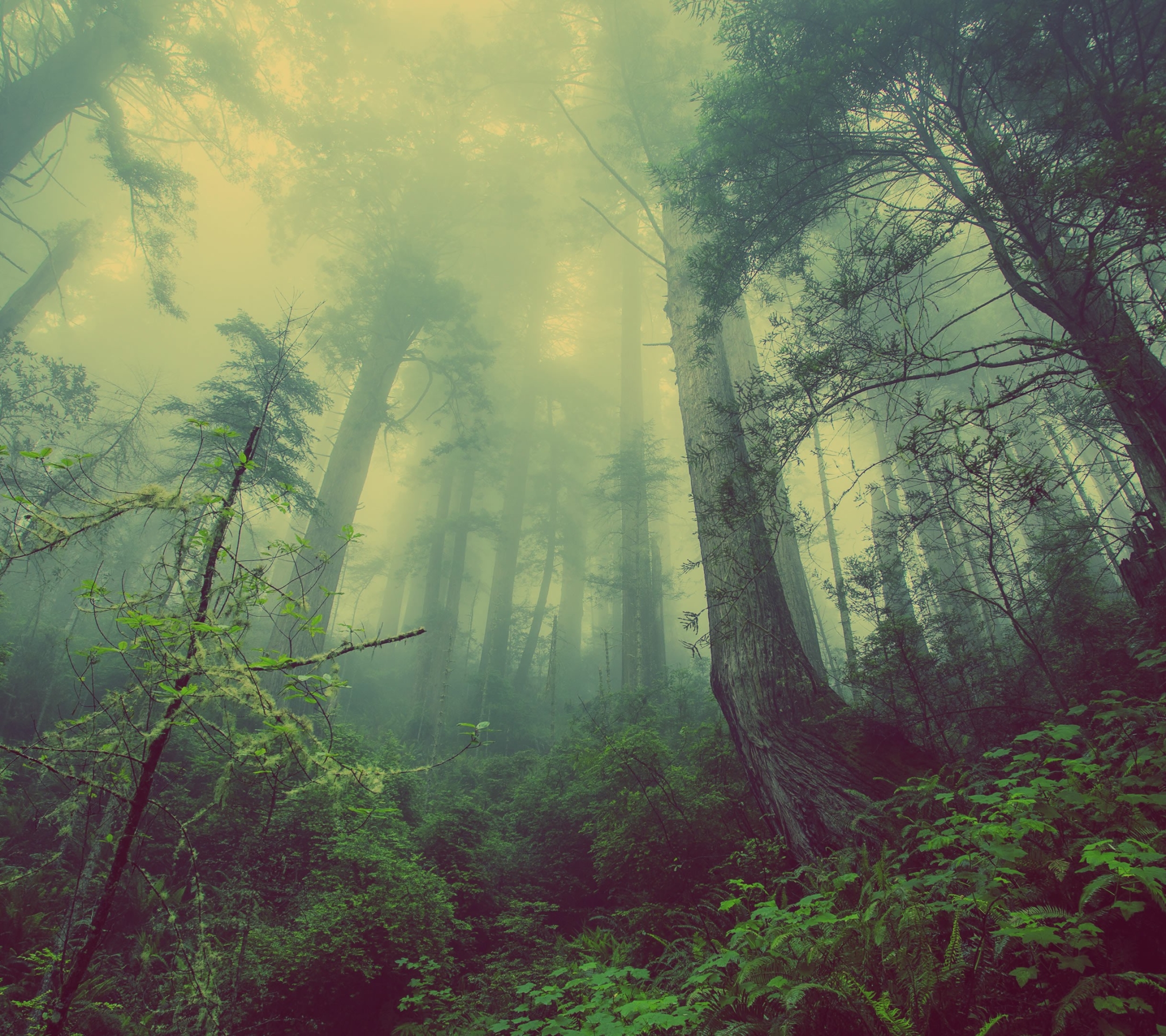Free download wallpaper Nature, Forest, Fog, Earth, Canopy on your PC desktop