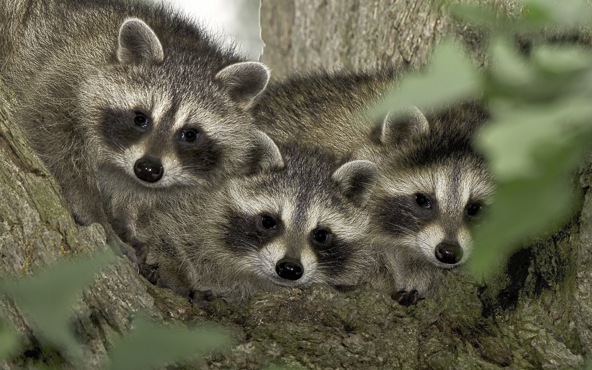 Download mobile wallpaper Animal, Raccoon for free.