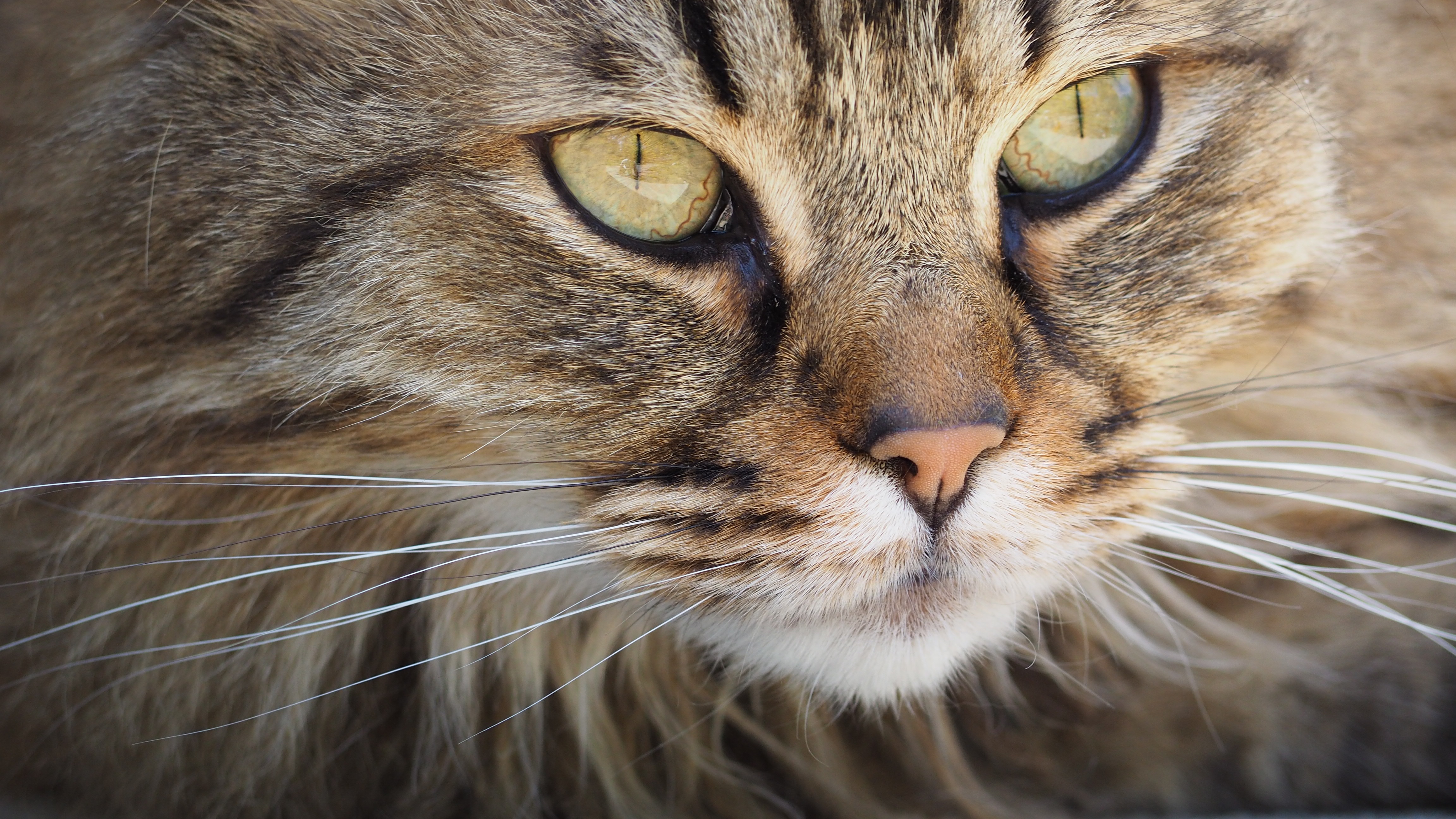 Download mobile wallpaper Cats, Cat, Close Up, Animal, Head, Face, Eye for free.