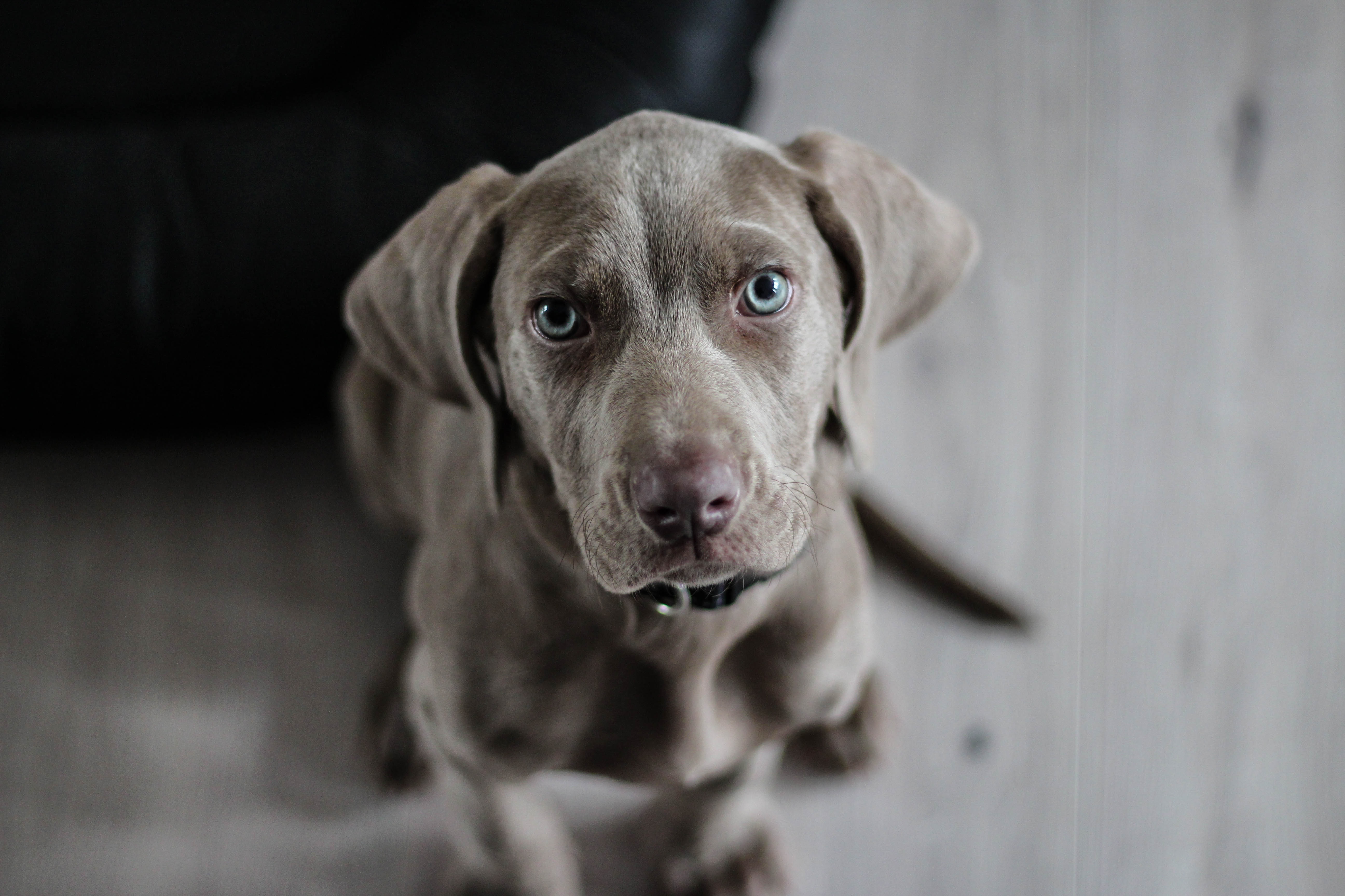 eyes, animals, dog, muzzle, weimaraner wallpapers for tablet