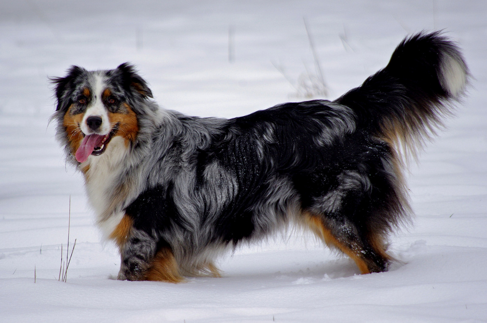 Download mobile wallpaper Dogs, Snow, Dog, Winter, Animal for free.