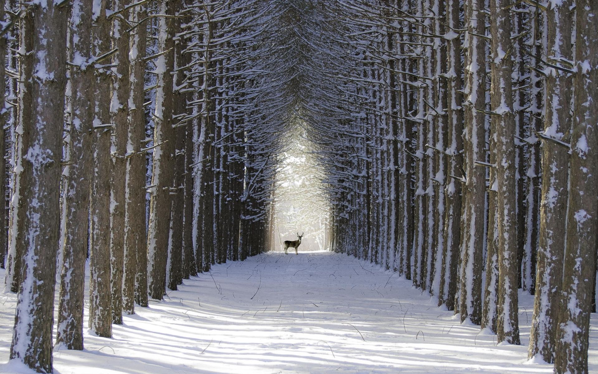 Download mobile wallpaper Winter, Snow, Road, Tree, Animal, Deer, Buck for free.