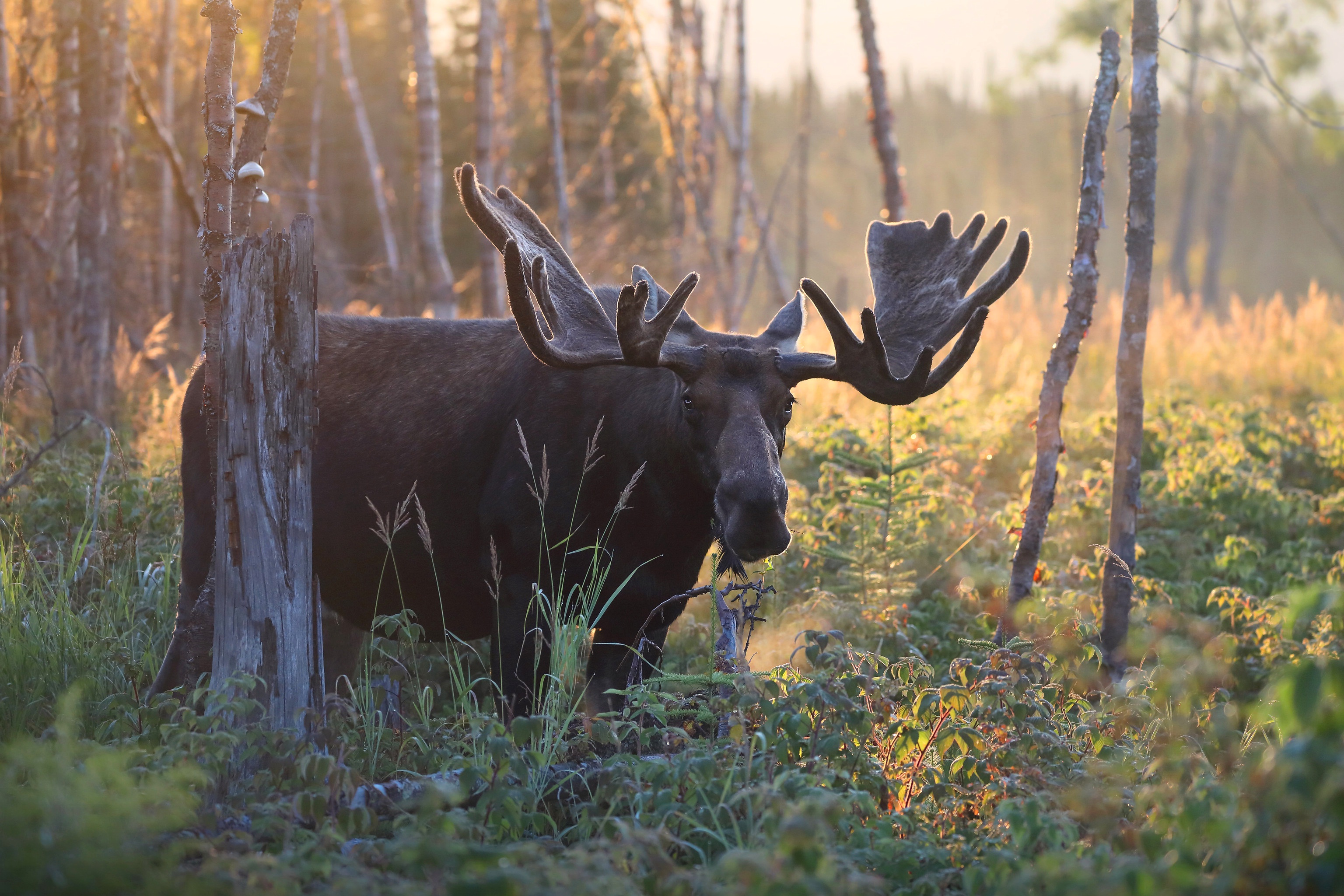 Free download wallpaper Animal, Moose on your PC desktop