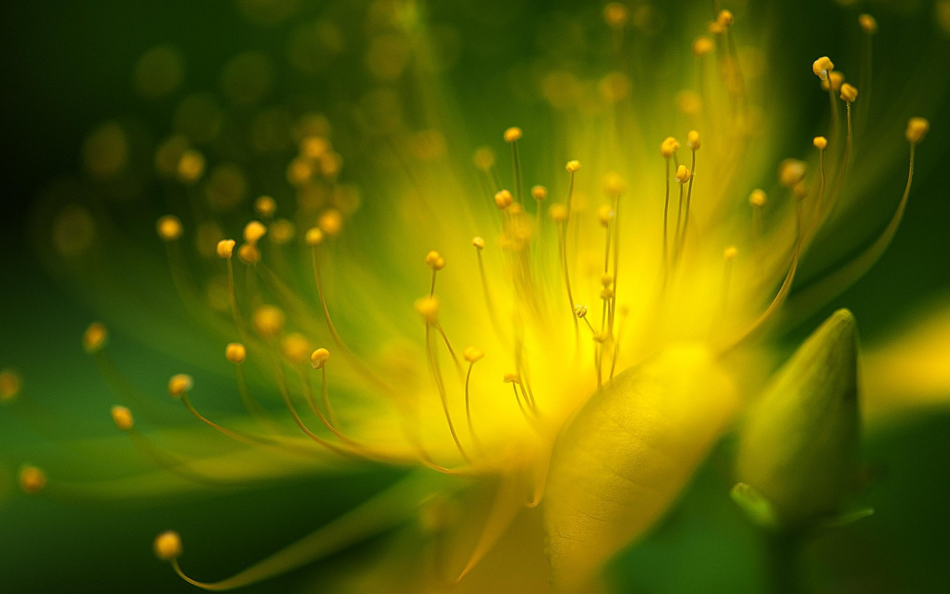 Téléchargez des papiers peints mobile Fleurs, Fleur, Terre/nature gratuitement.