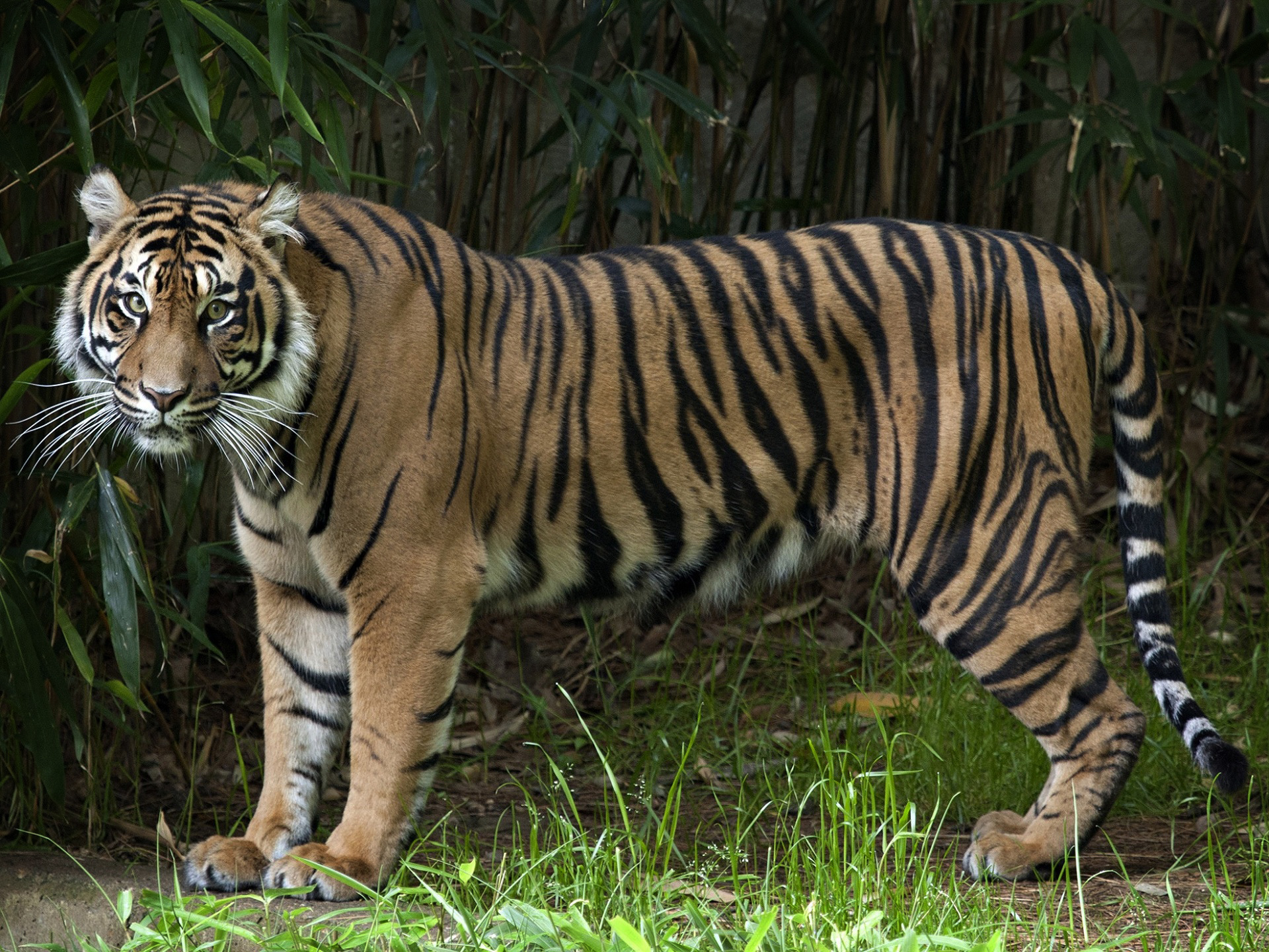 Baixar papel de parede para celular de Animais, Gatos, Tigre gratuito.