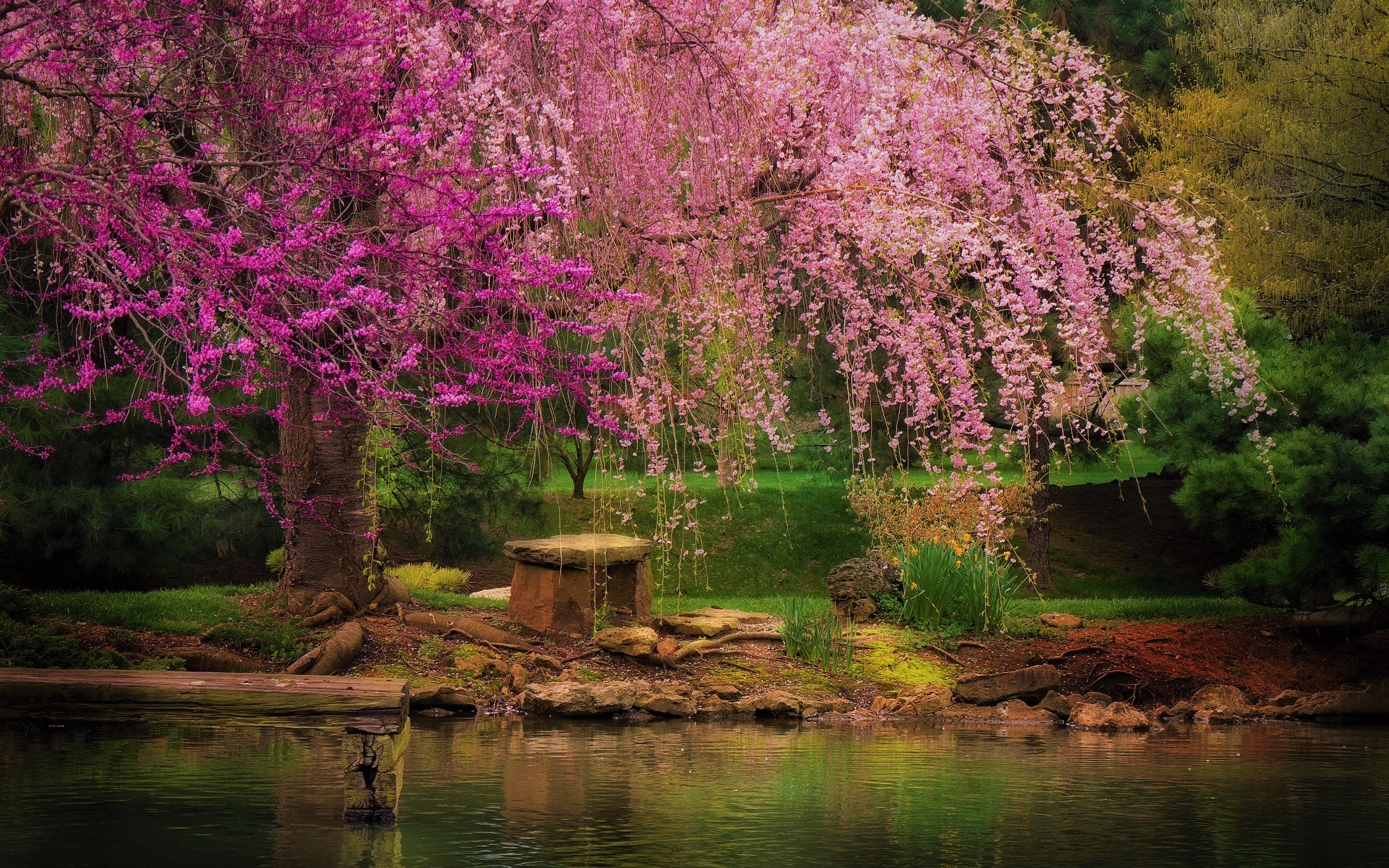Скачать картинку Деревья, Парк, Дерево, Весна, Цветущие, Земля/природа, Розовый Цветок в телефон бесплатно.