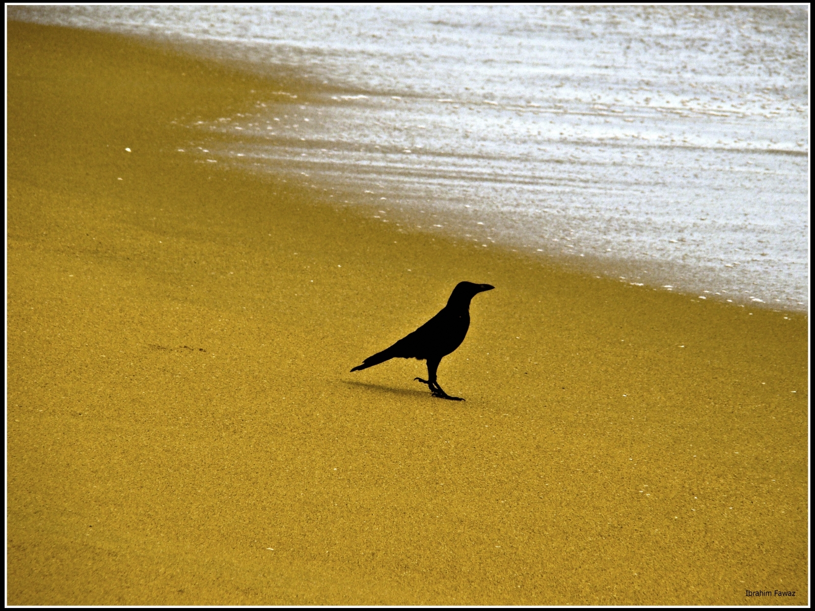crows, animals, birds, beach, yellow
