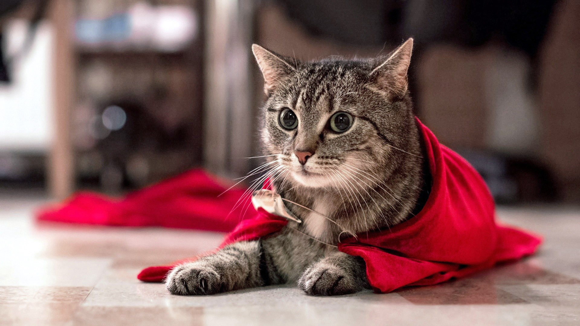 Baixe gratuitamente a imagem Animais, Gatos, Gato na área de trabalho do seu PC