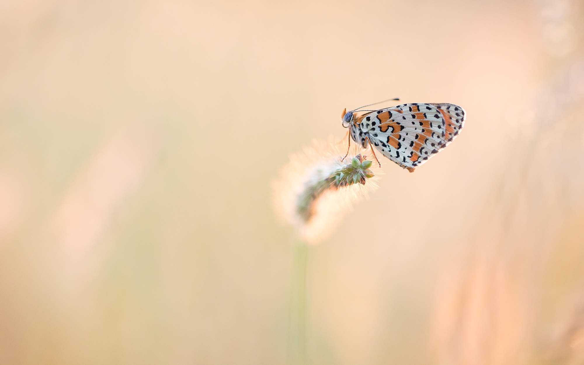 Download mobile wallpaper Macro, Insect, Butterfly, Animal for free.