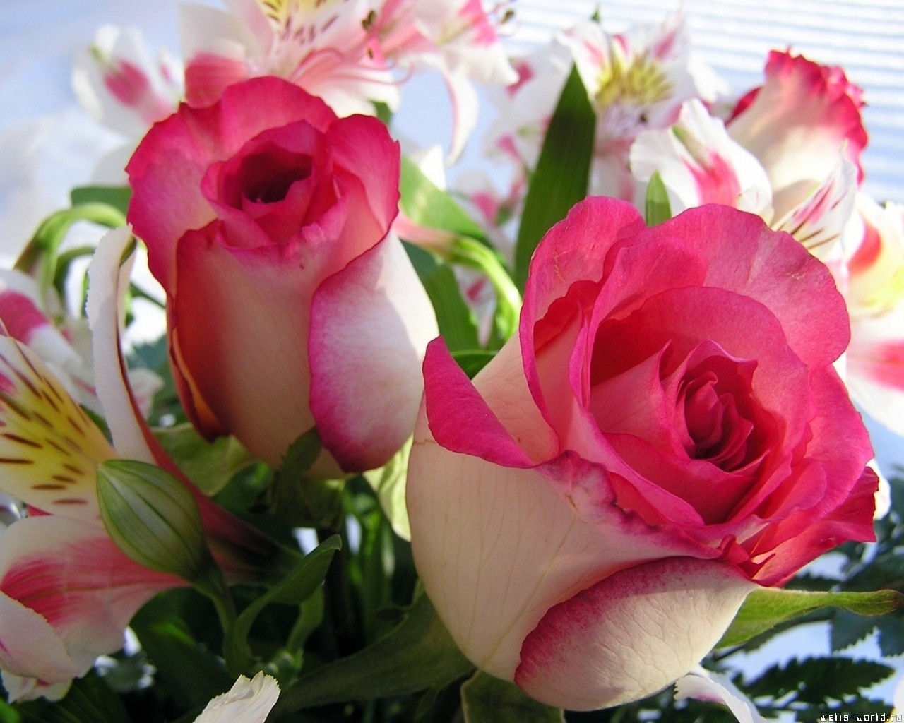 9145 завантажити шпалери 8 березня, рози, рослини, квіти, листівки - заставки і картинки безкоштовно