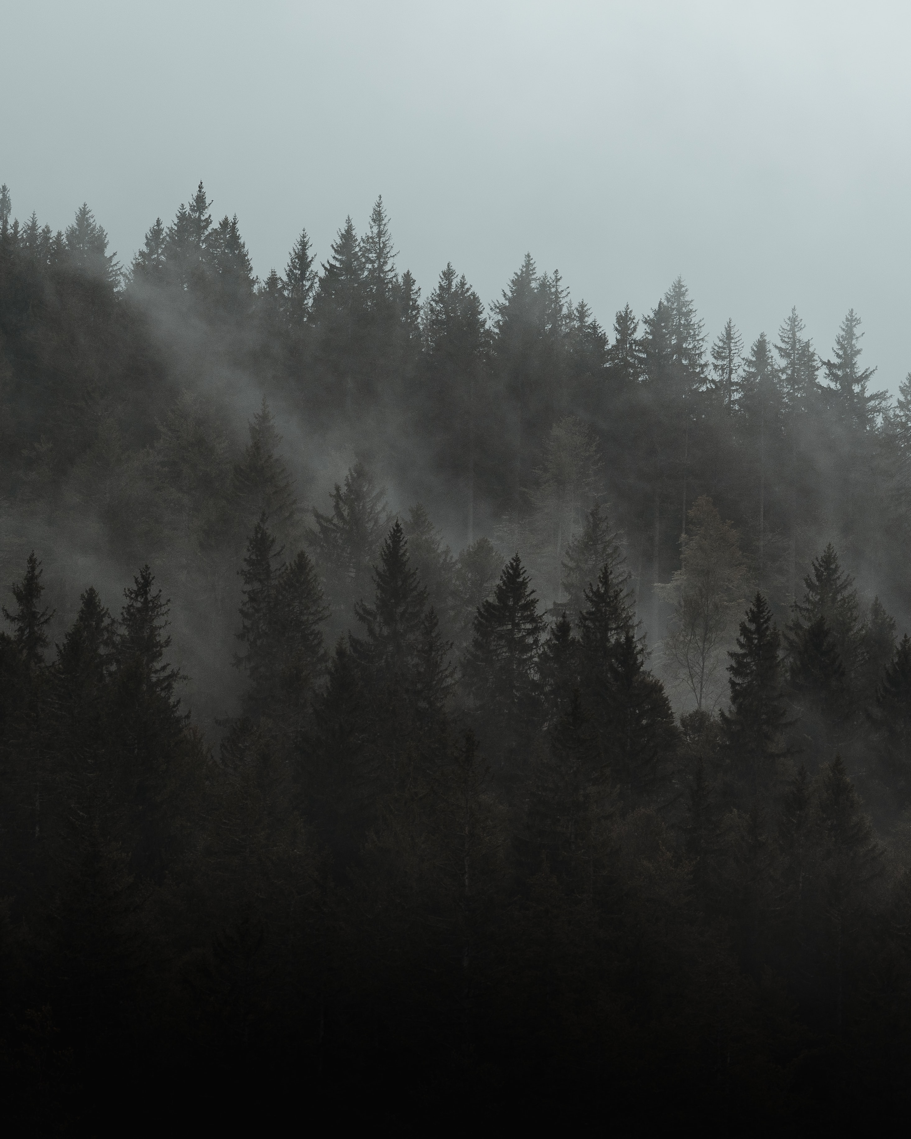 nature, forest, pine, trees, fog, cloud