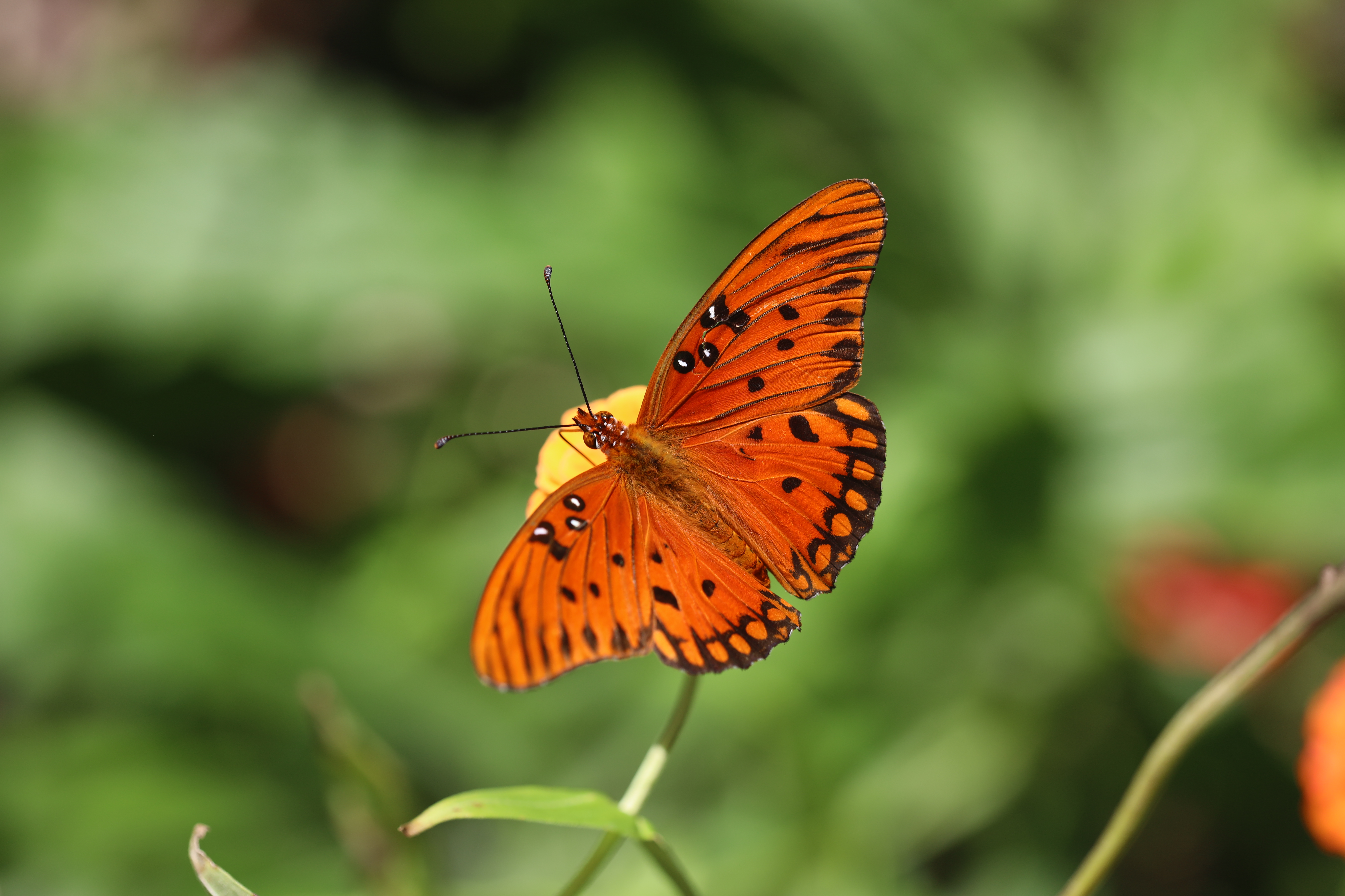 無料モバイル壁紙昆虫, 大きい, マクロ, 褐色, バタフライ, 蝶をダウンロードします。