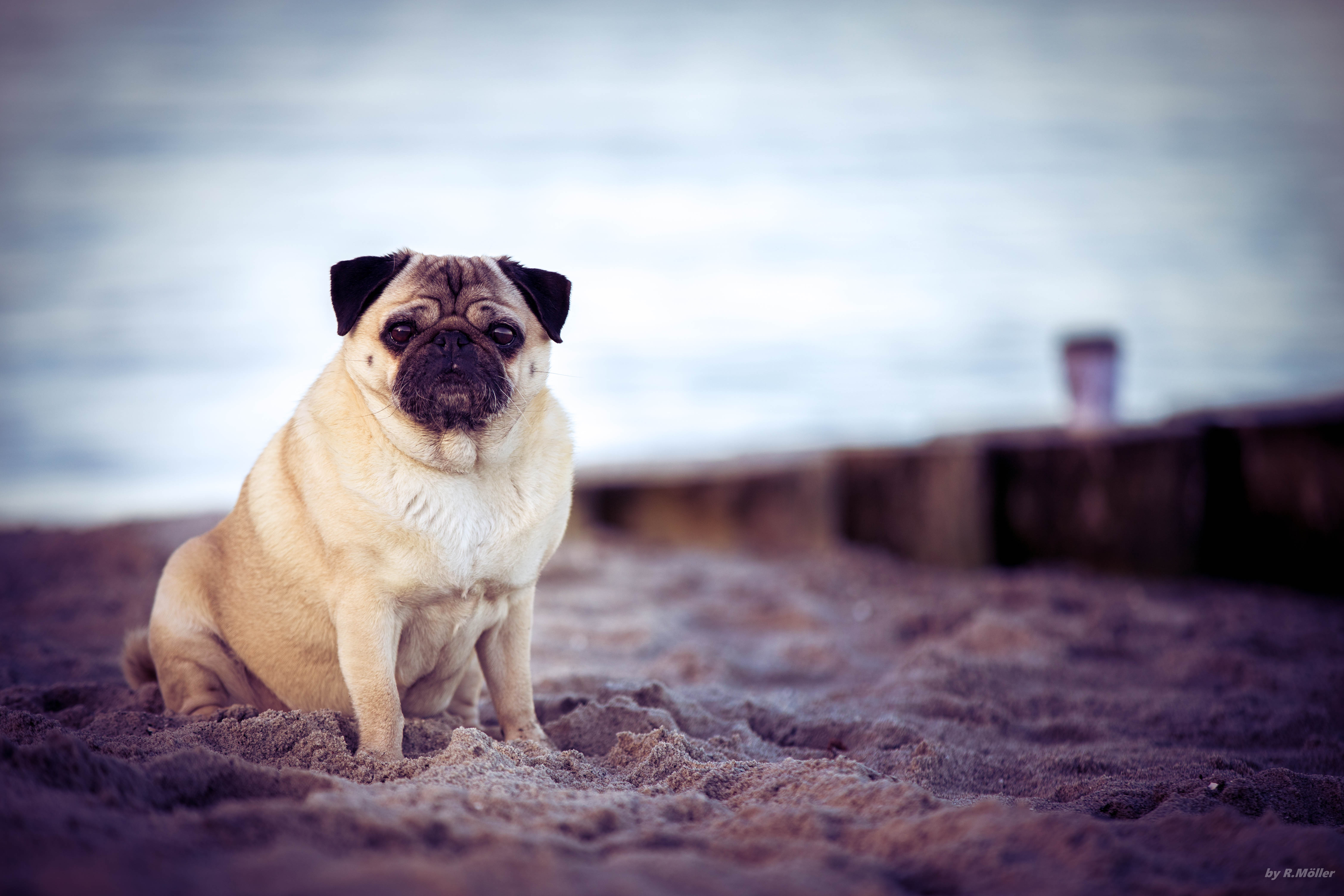 Handy-Wallpaper Tiere, Hund, Haustier, Mops, Strand kostenlos herunterladen.