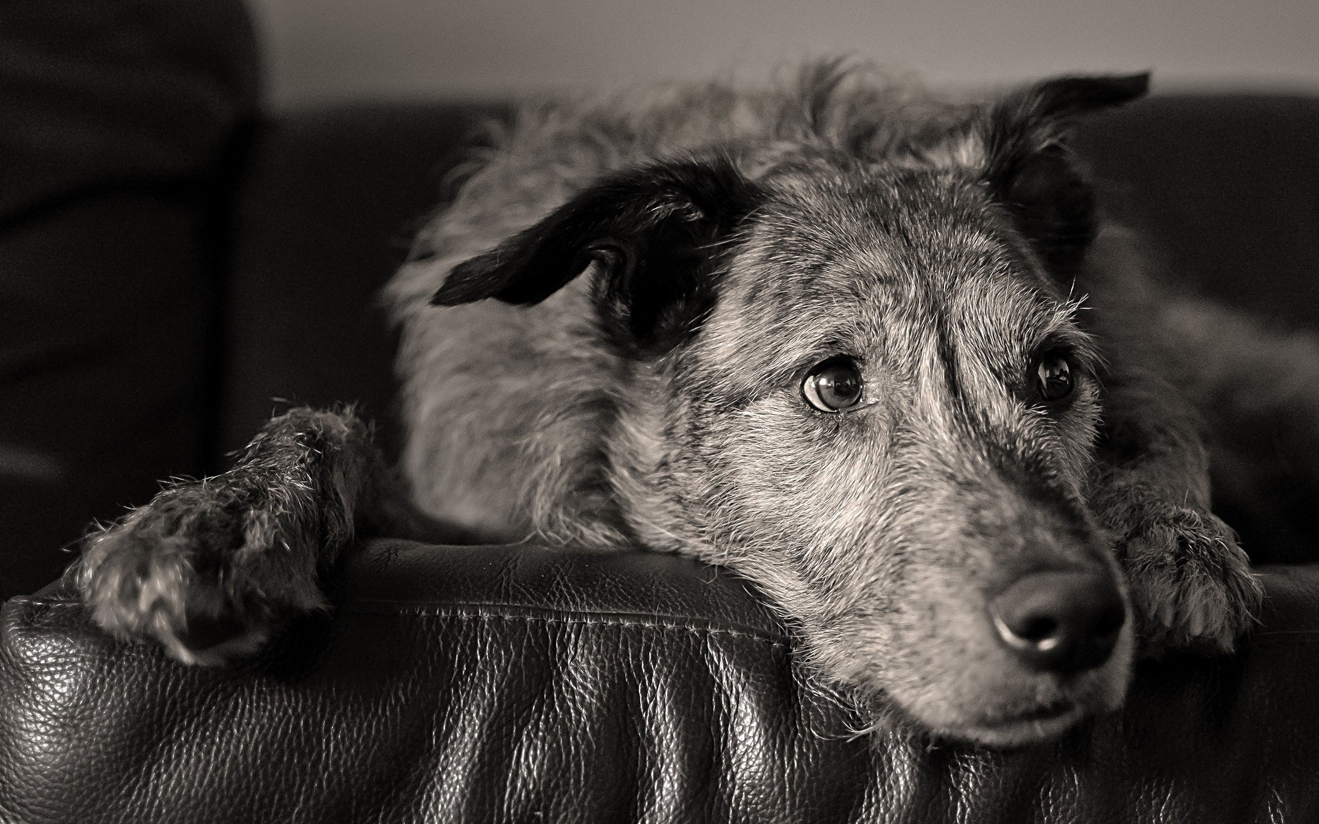 Handy-Wallpaper Tiere, Hunde, Hund kostenlos herunterladen.