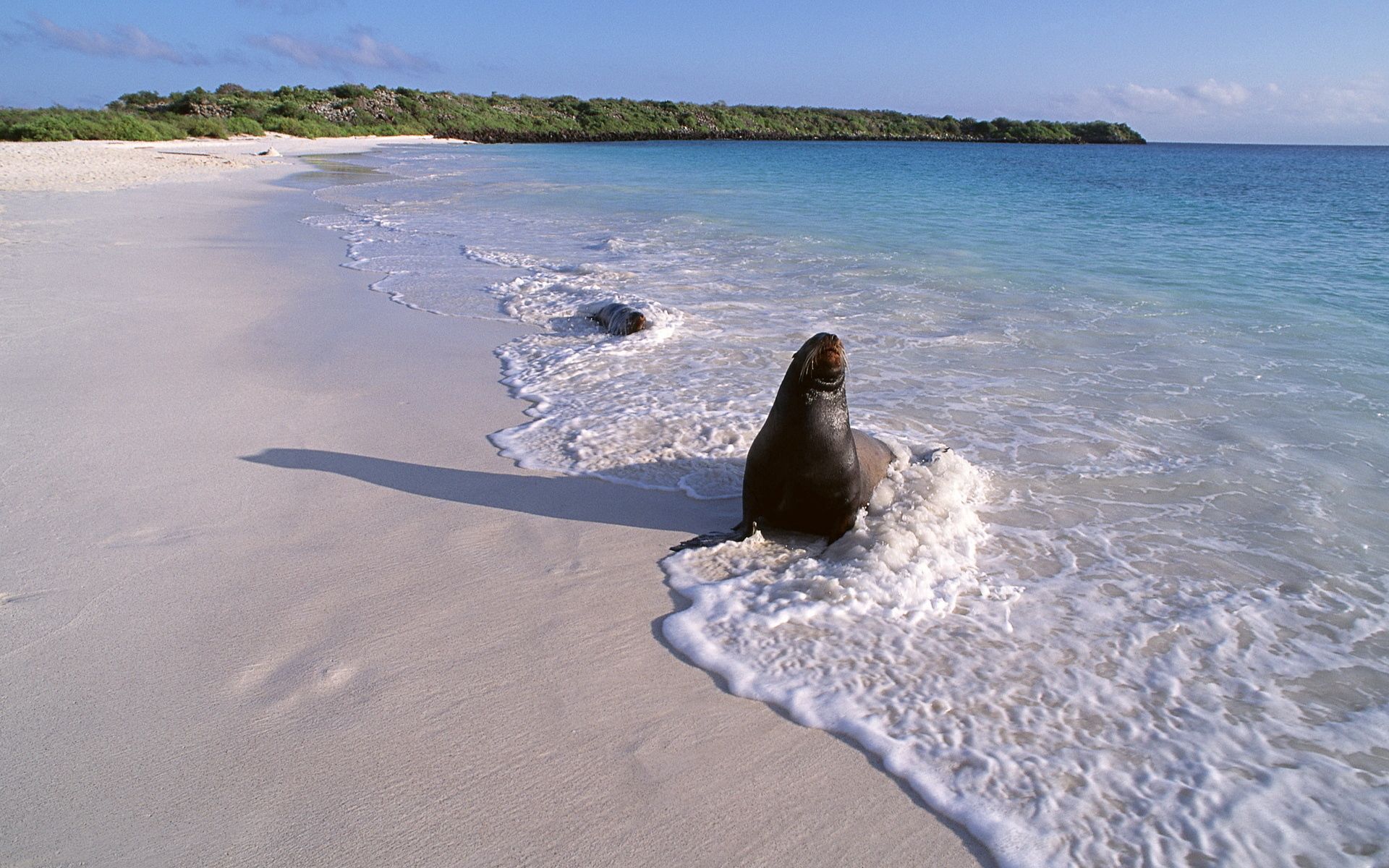 animals, sand, ocean, surf, fur seal