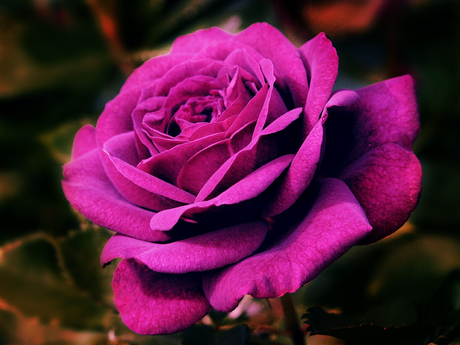 PCデスクトップにフラワーズ, 花, 薔薇, 地球, 紫色の花画像を無料でダウンロード