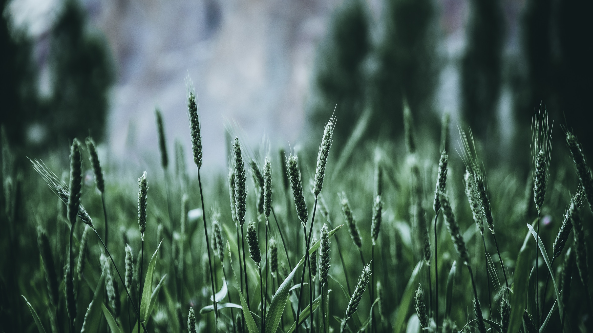 Download mobile wallpaper Ears, Grass, Spikes, Nature, Smooth, Blur for free.