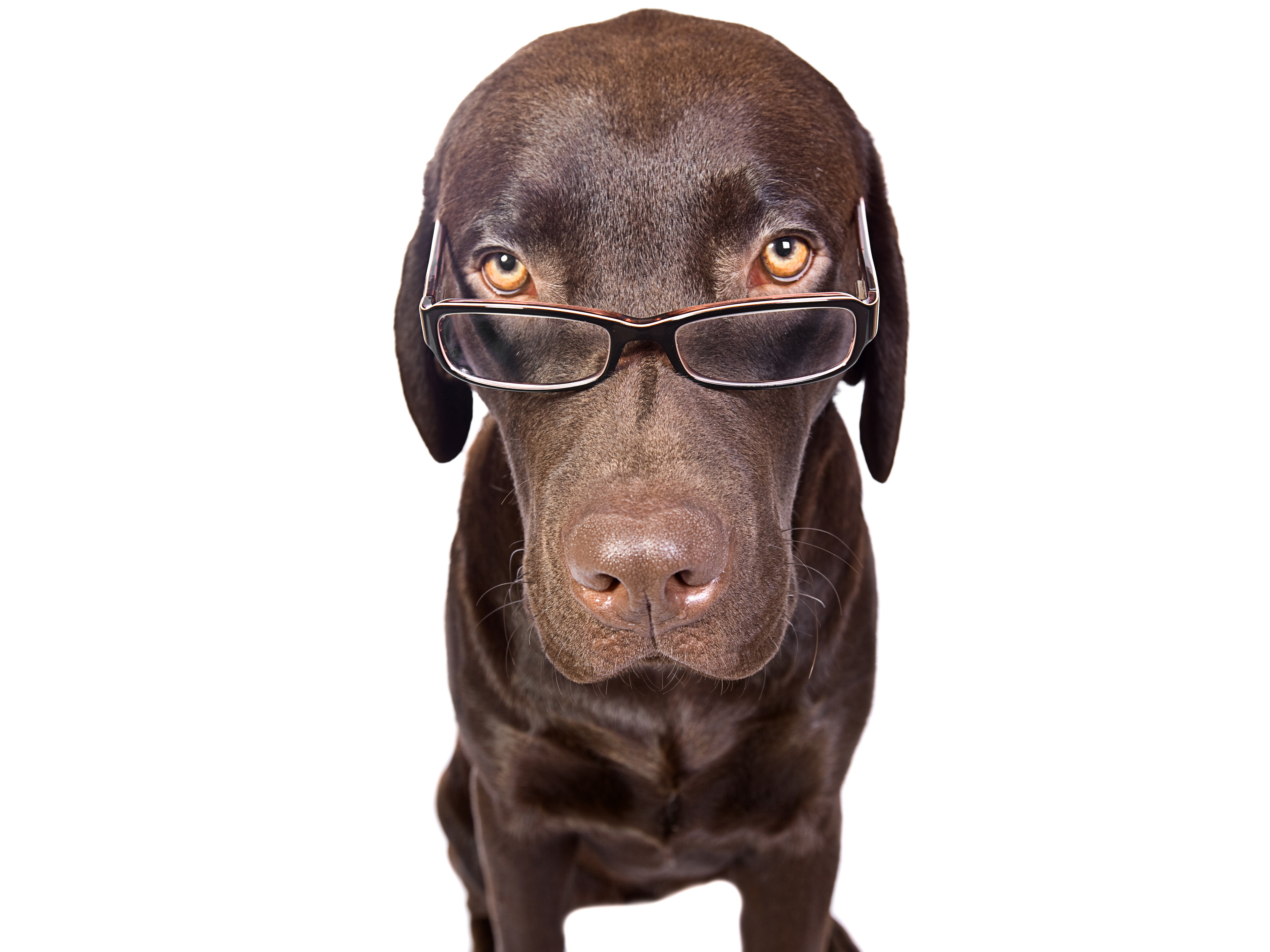 Download mobile wallpaper Dogs, Glasses, Funny, Dog, Animal, Cute for free.
