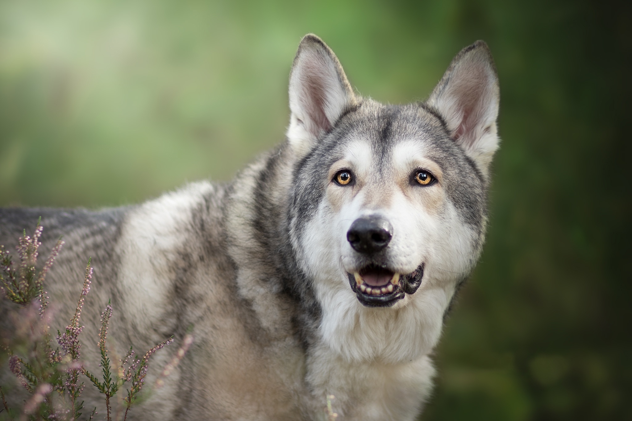 Скачать обои Чехословацкая Волчья Собака на телефон бесплатно