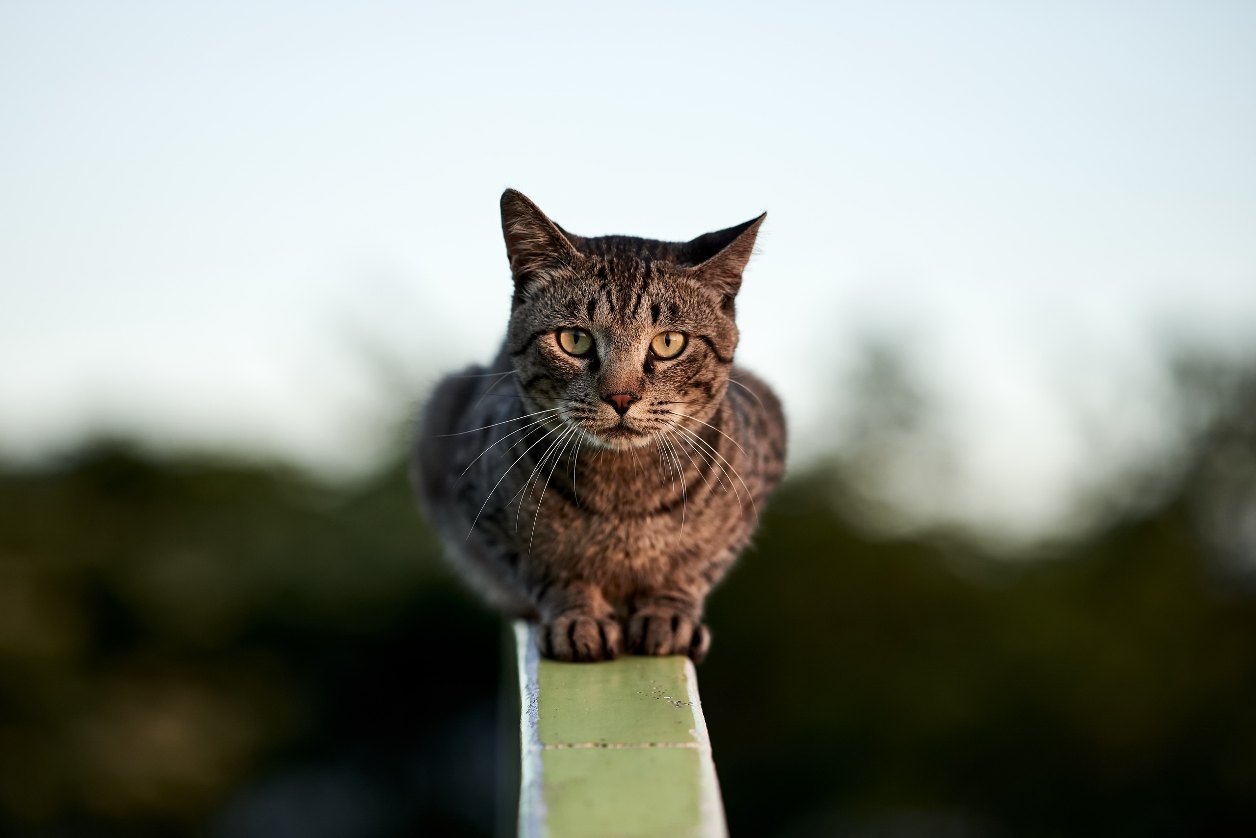 無料モバイル壁紙動物, ネコ, 猫, 見詰める, 被写界深度をダウンロードします。