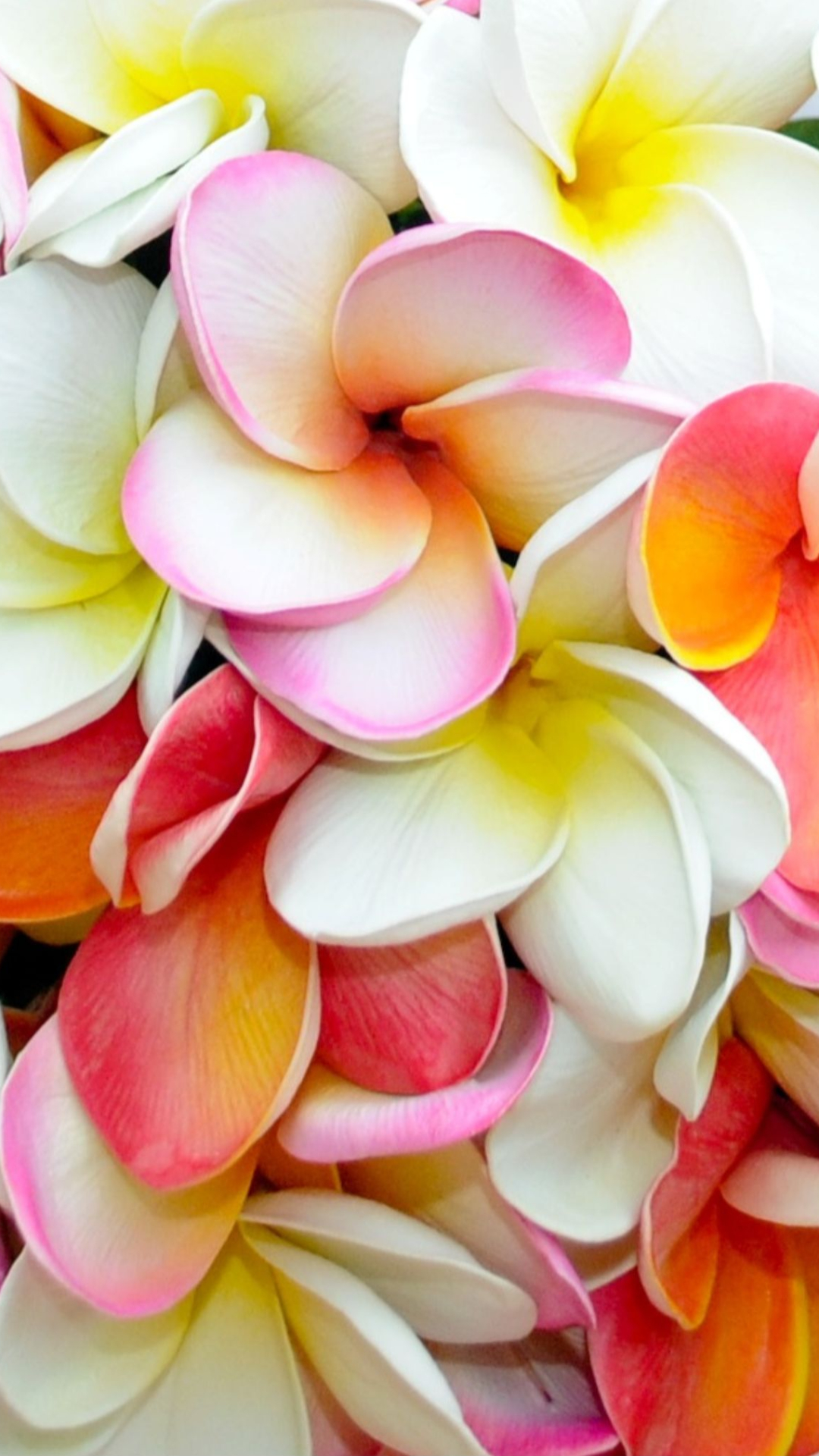 Download mobile wallpaper Flowers, Flower, Earth, Plumeria, White Flower, Frangipani for free.