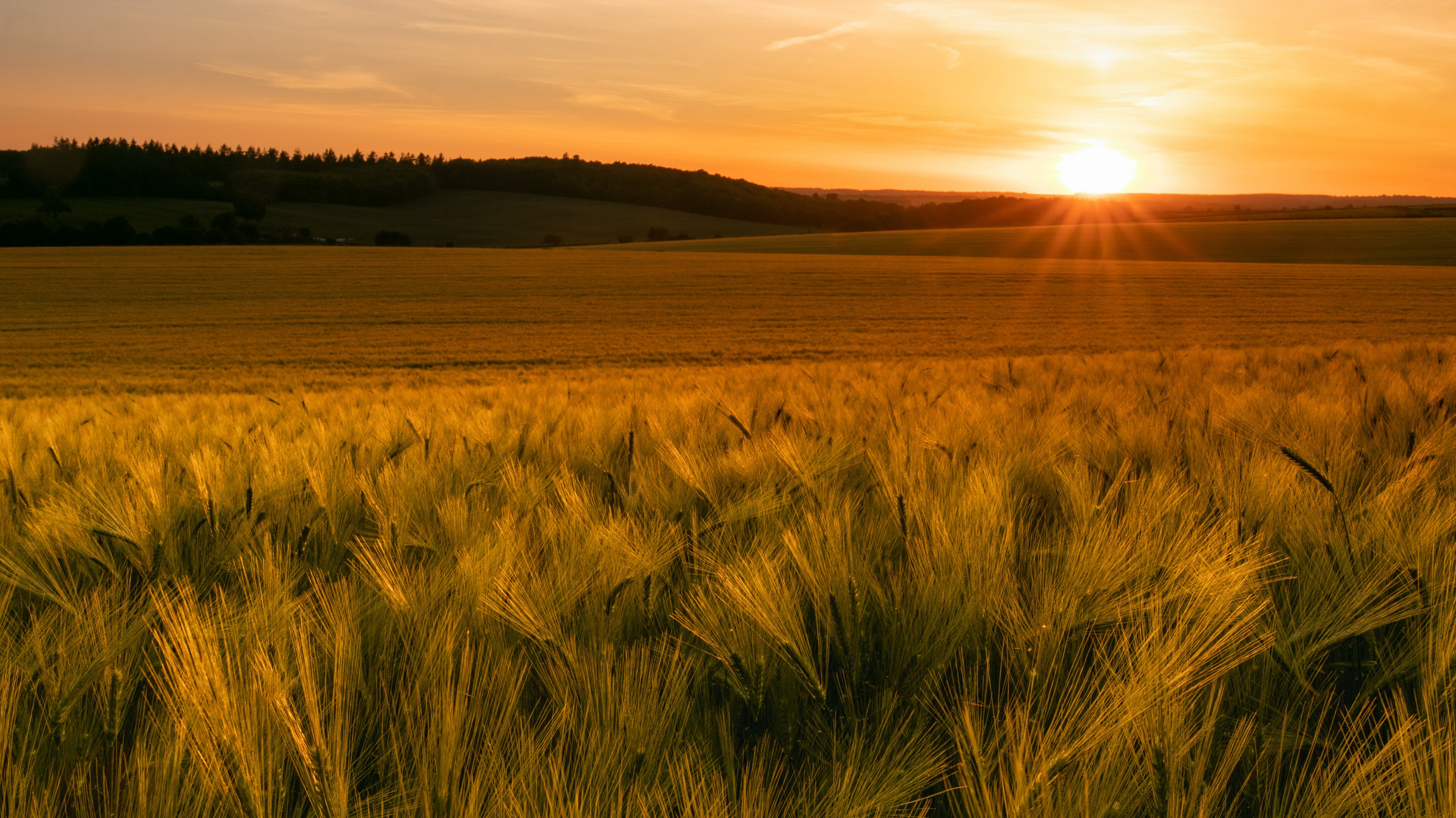 Free download wallpaper Nature, Sunset, Summer, Earth, Field on your PC desktop