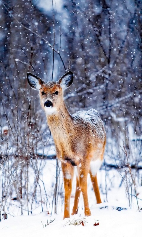 Handy-Wallpaper Tiere, Winter, Schnee, Hirsch kostenlos herunterladen.