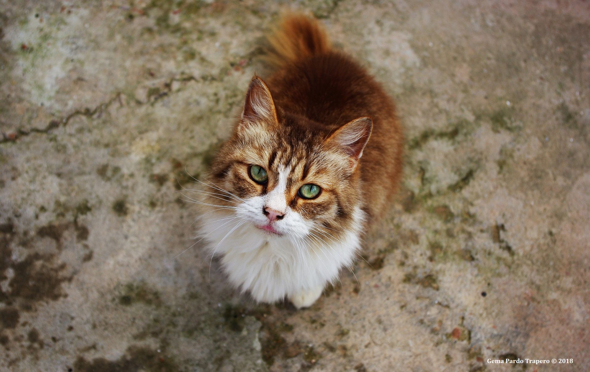 Handy-Wallpaper Tiere, Katzen, Katze kostenlos herunterladen.