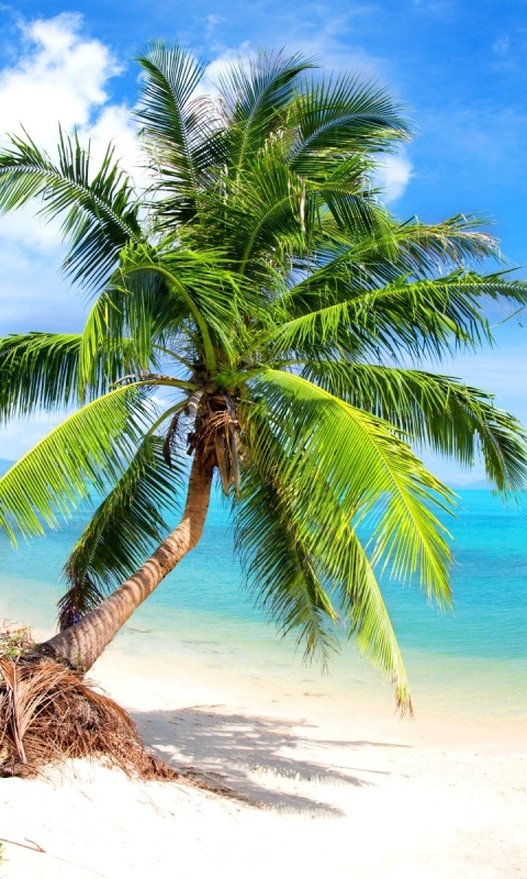 Descarga gratuita de fondo de pantalla para móvil de Mar, Playa, Horizonte, Océano, Tropical, Tierra/naturaleza, Palmera, Tropico.
