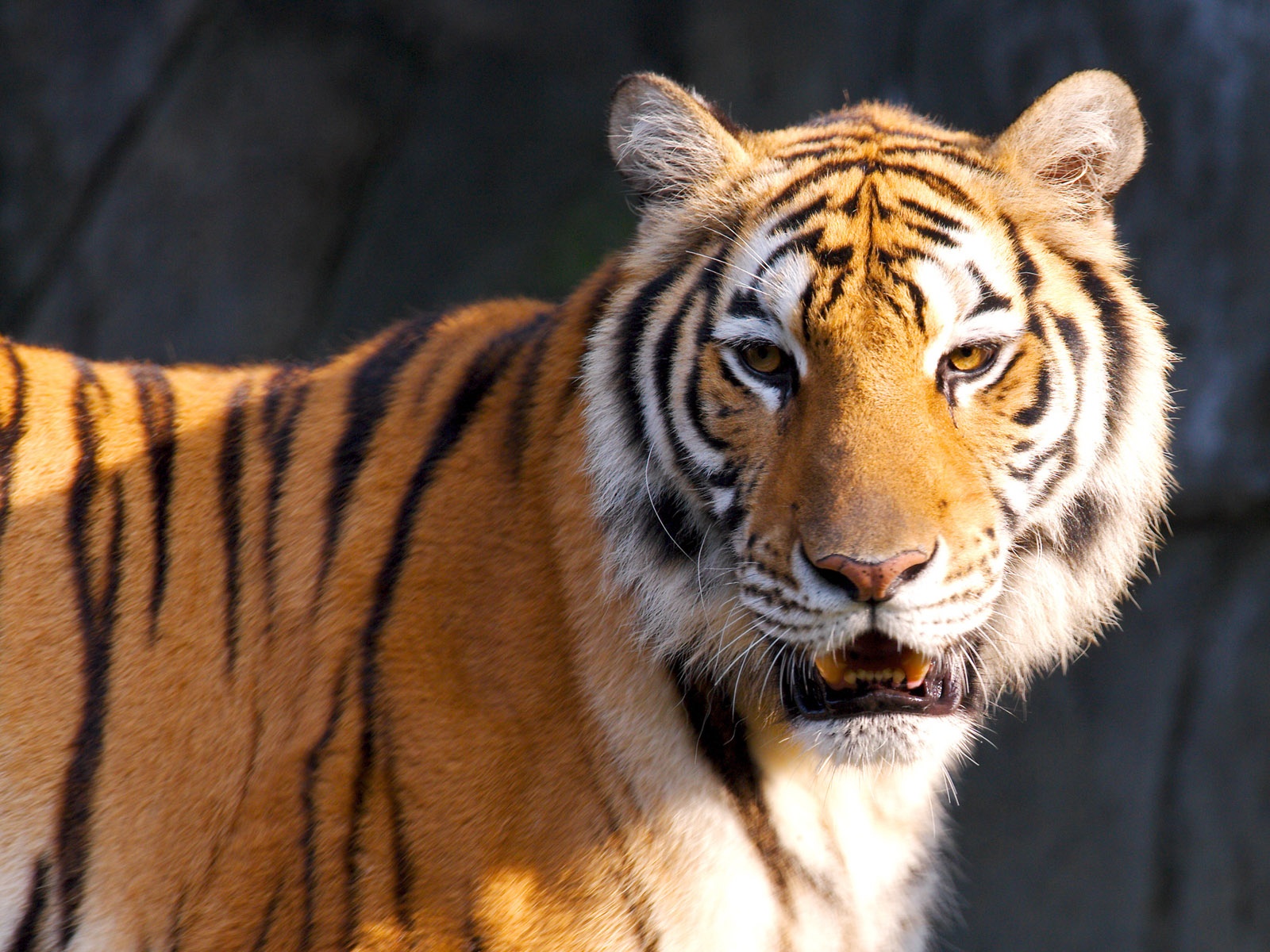 Baixe gratuitamente a imagem Animais, Gatos, Tigre na área de trabalho do seu PC