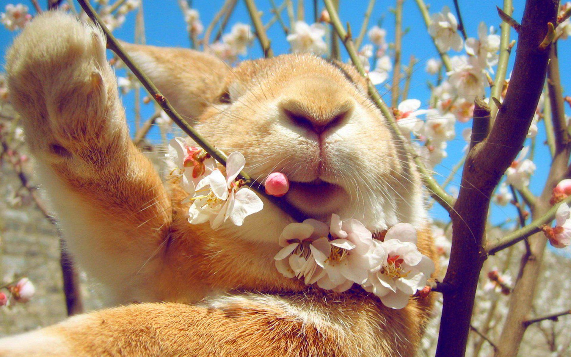 146472 descargar fondo de pantalla animales, flores, bozal, primavera, conejo: protectores de pantalla e imágenes gratis