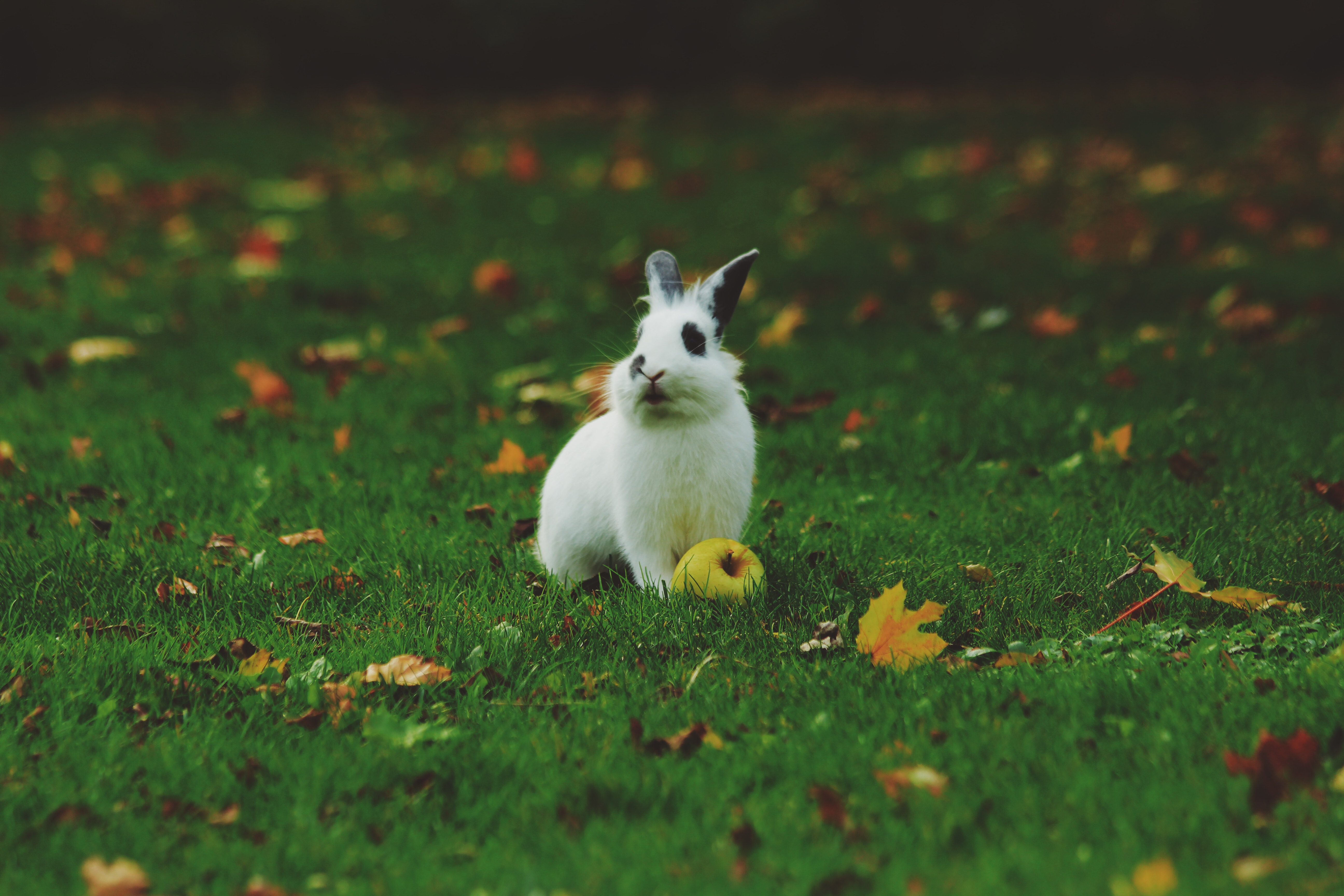 無料モバイル壁紙動物, 草, 兎, 林檎, ウサギをダウンロードします。