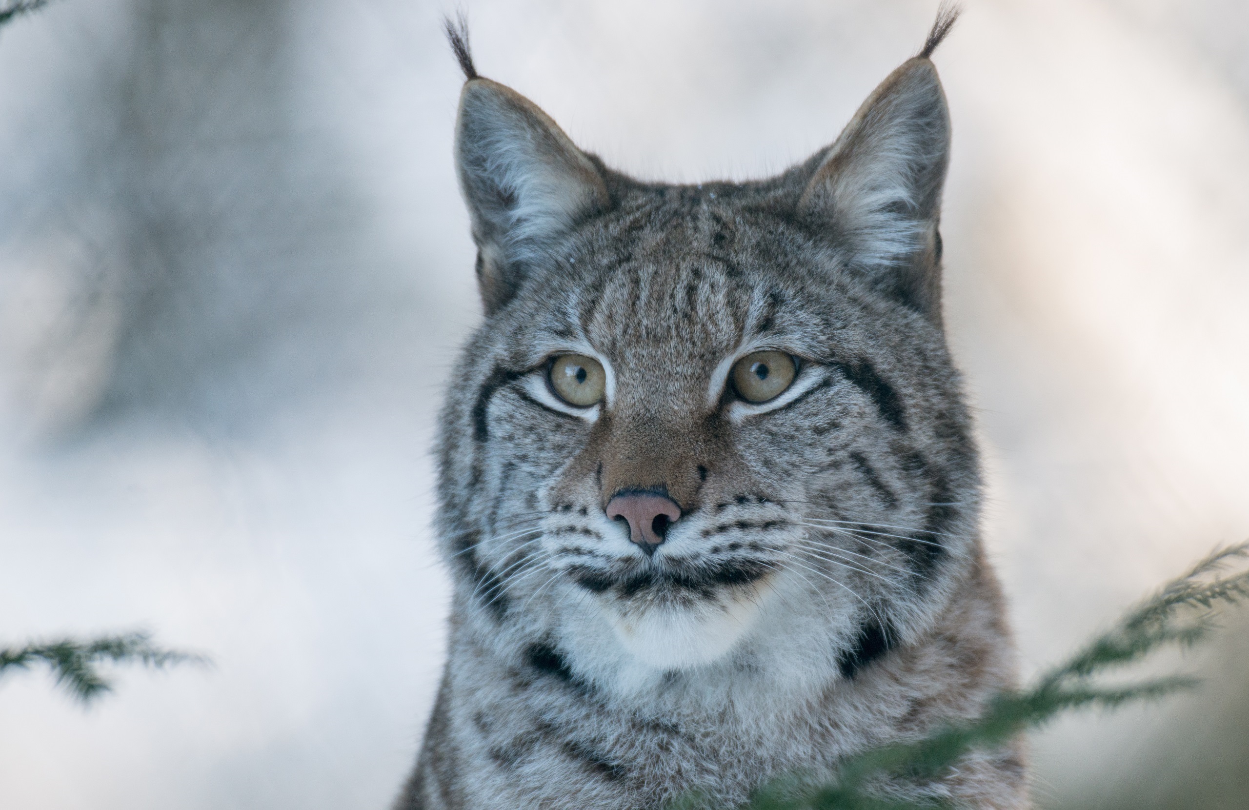 Free download wallpaper Cats, Animal, Bokeh, Lynx on your PC desktop
