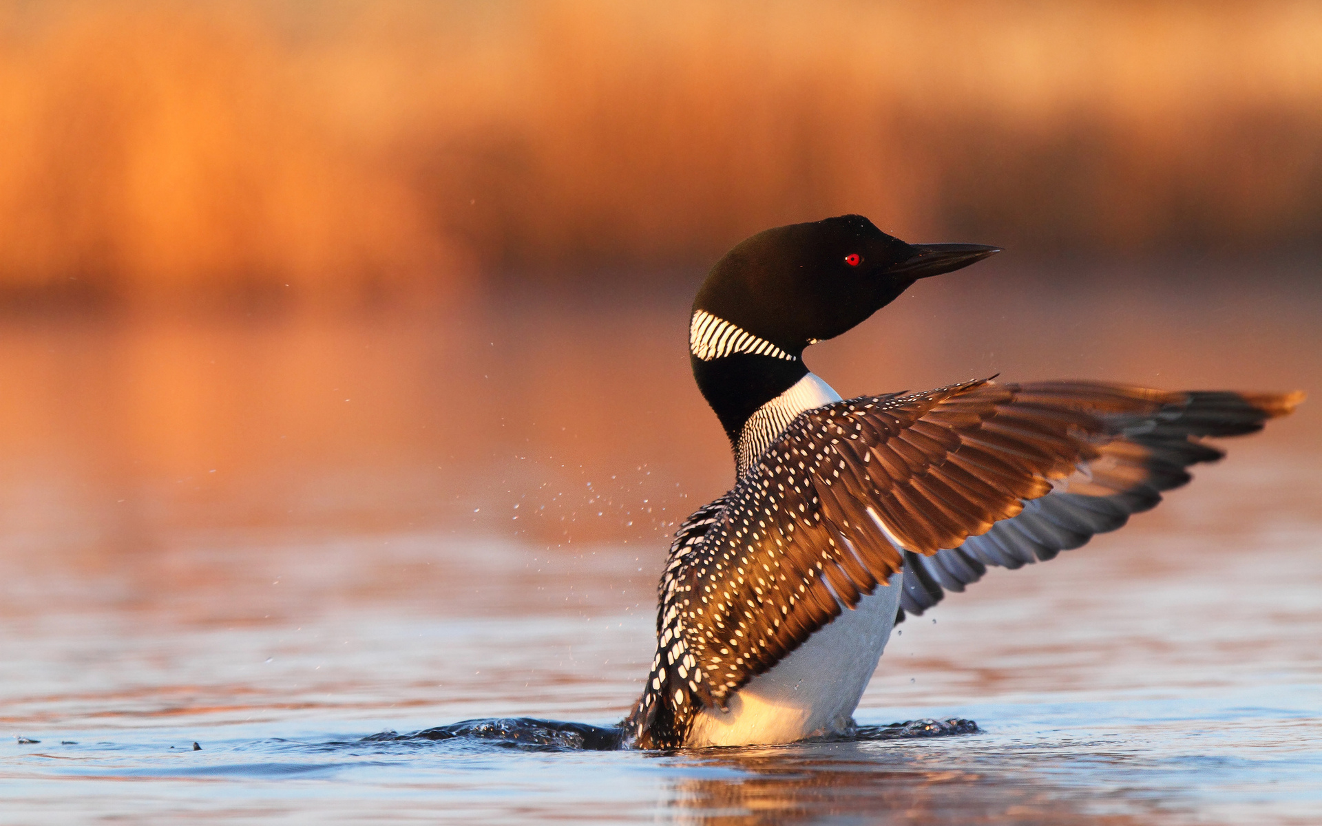 Download mobile wallpaper Animal, Loon for free.