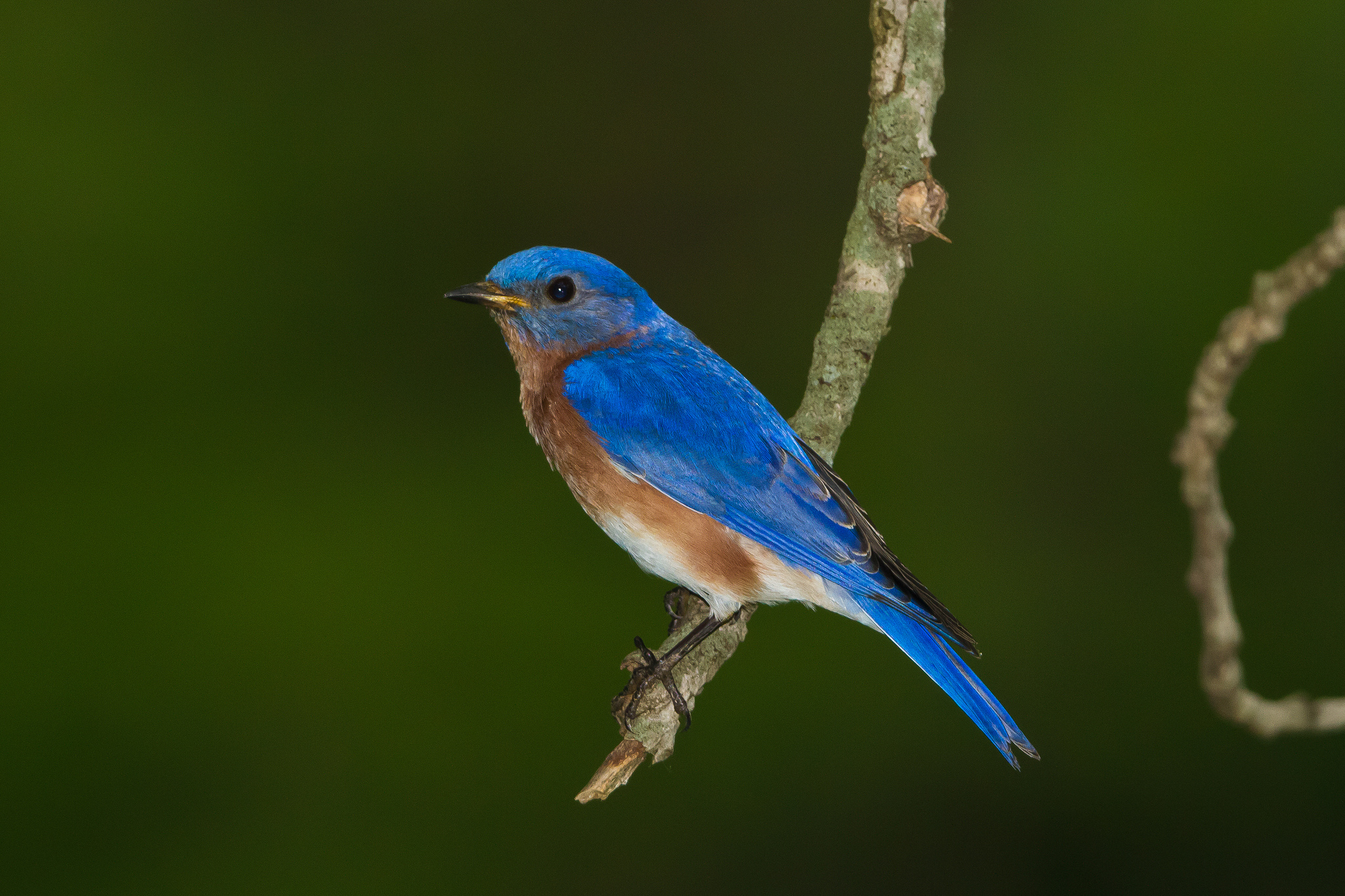 Baixe gratuitamente a imagem Animais, Aves, Pássaro na área de trabalho do seu PC