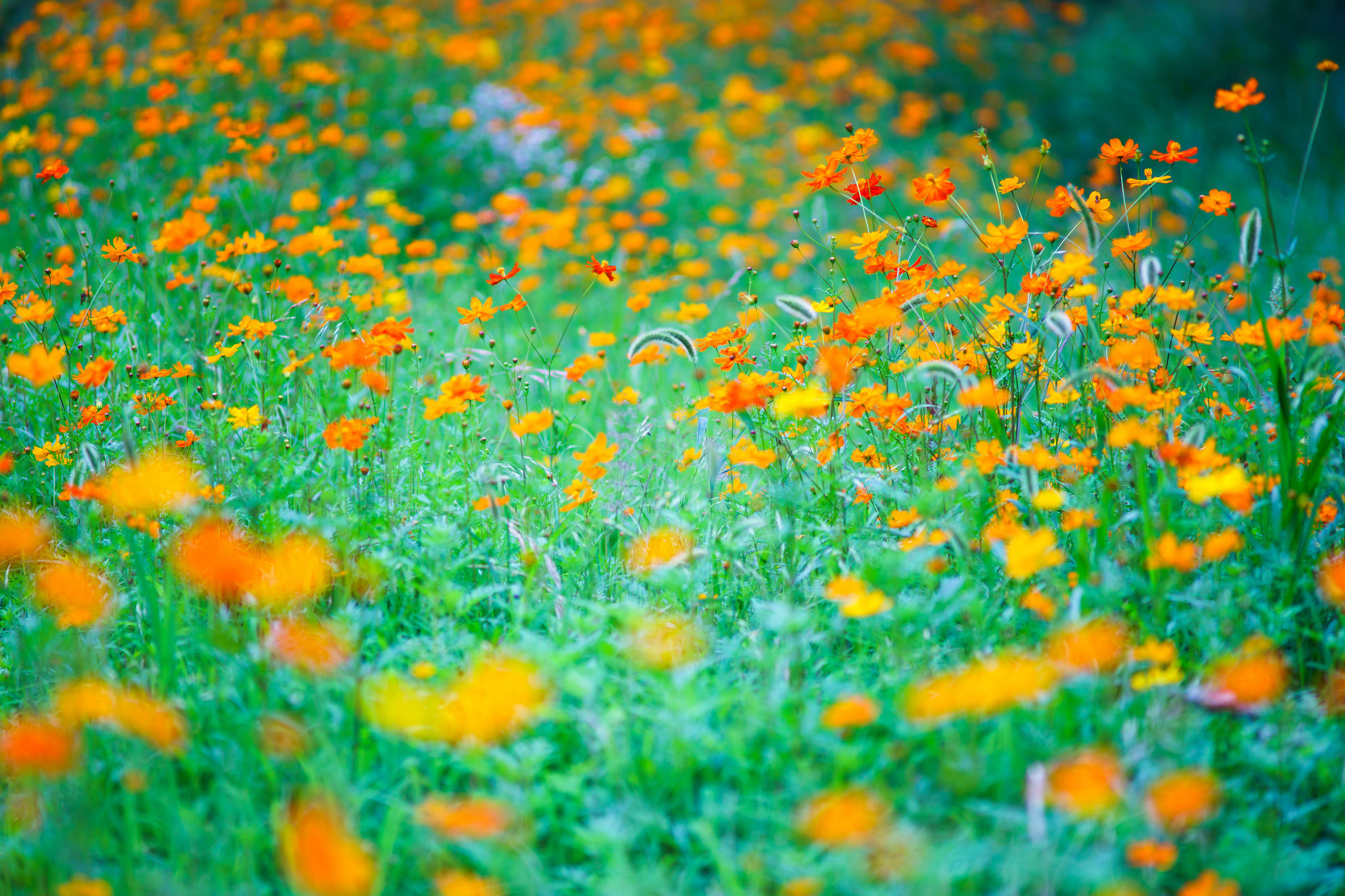 Baixe gratuitamente a imagem Flores, Flor, Terra/natureza na área de trabalho do seu PC