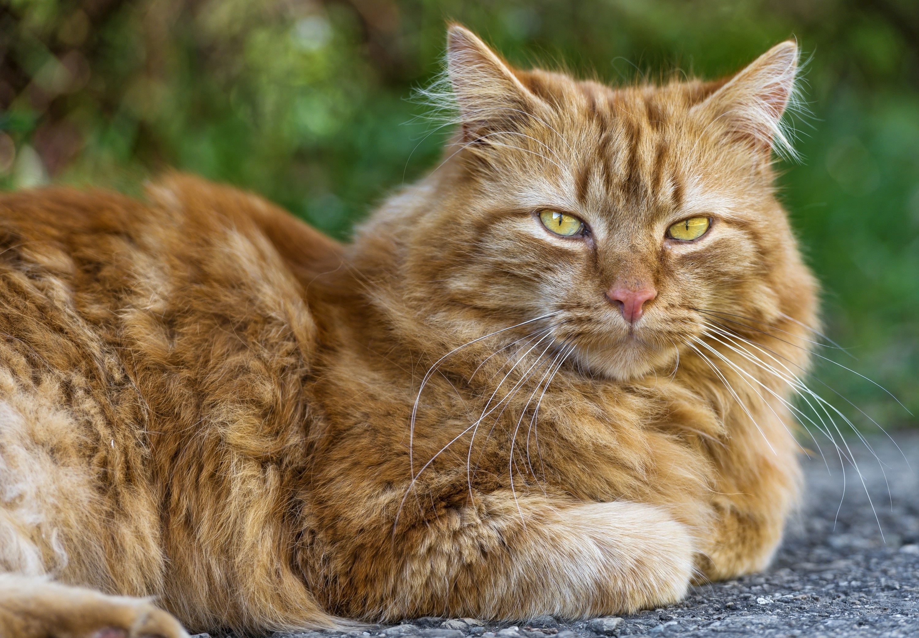 Laden Sie das Tiere, Katzen, Katze, Starren-Bild kostenlos auf Ihren PC-Desktop herunter